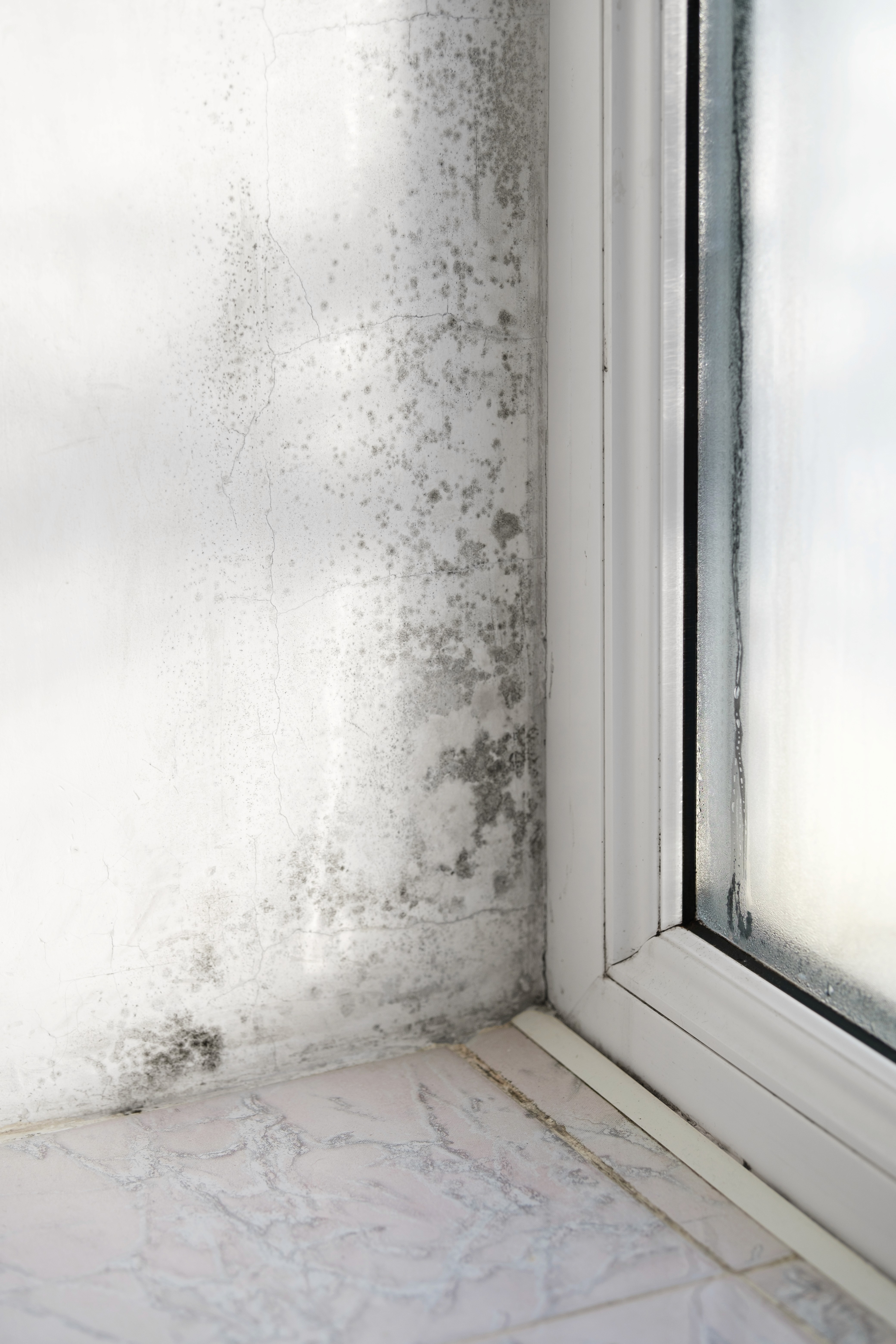 Fenster mit schimmel