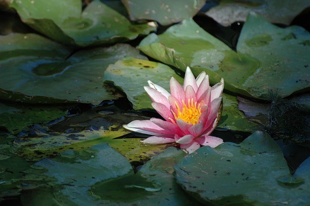 Monet’s water lily pond in Giverny, a timeless sanctuary where art, nature, and light merge into a moment of pure wonder  