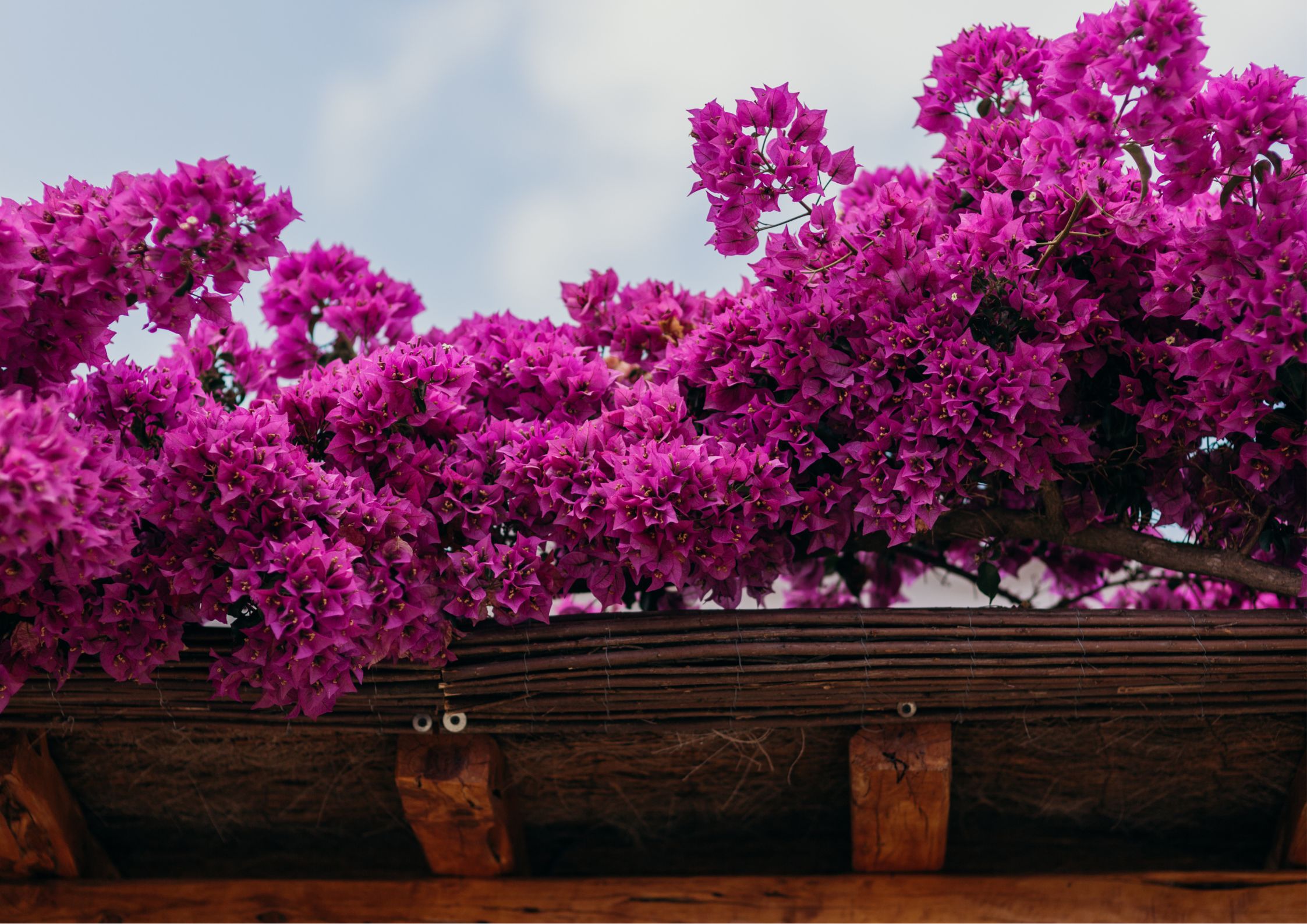 Mediterranean garden in July with summer flowers