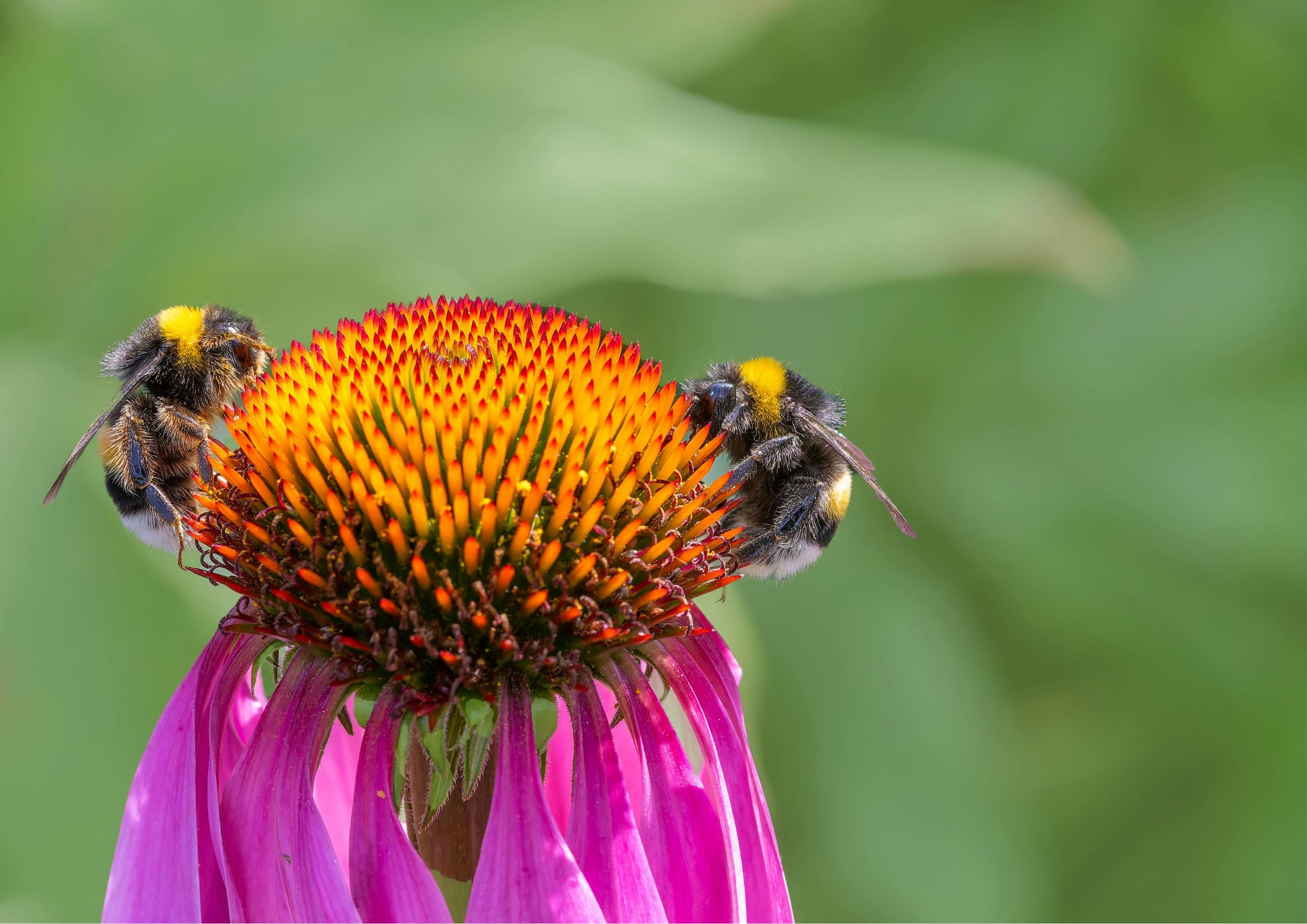Wildlife in the garden with native fauna and flora