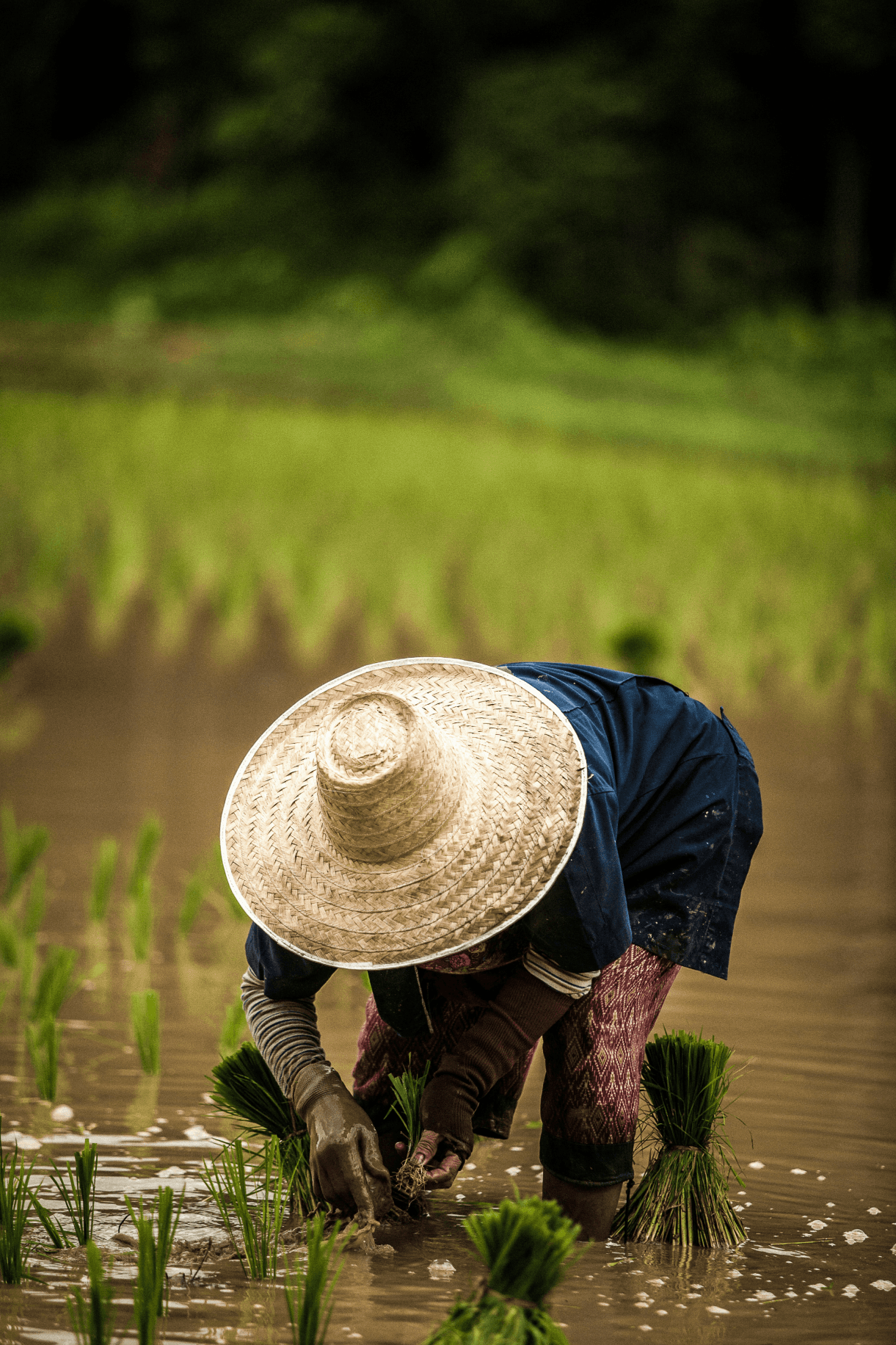 Farmer with a hat in water
