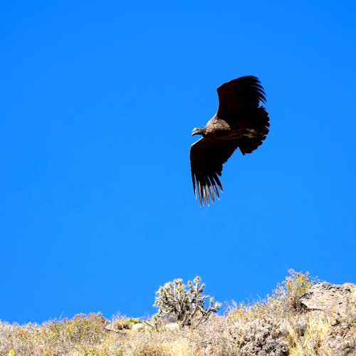 一隻大型鳥類在清澈明亮的藍天之下，展翅飛翔於乾燥岩石的地形上。