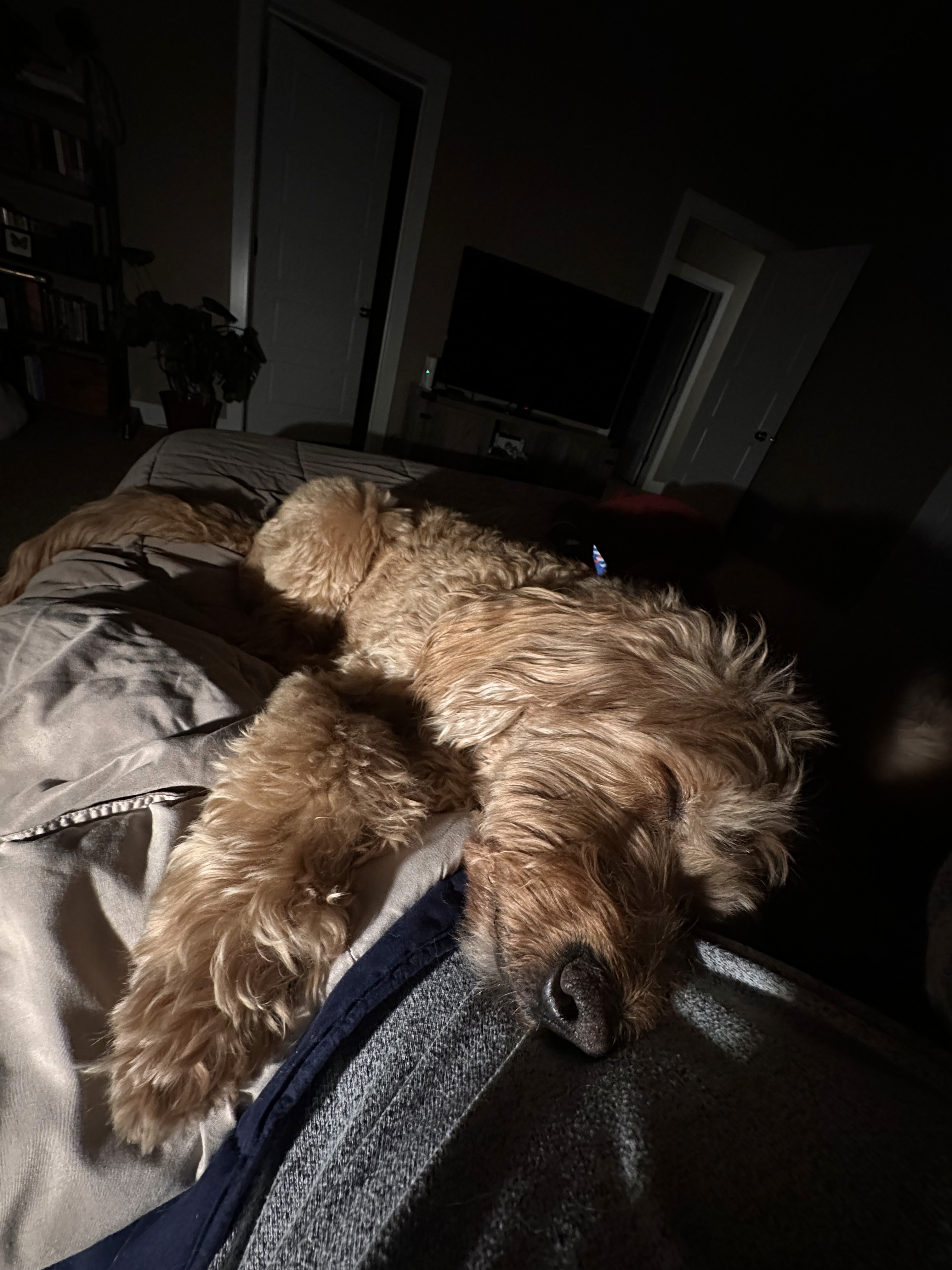 Golddendoodle cuddles