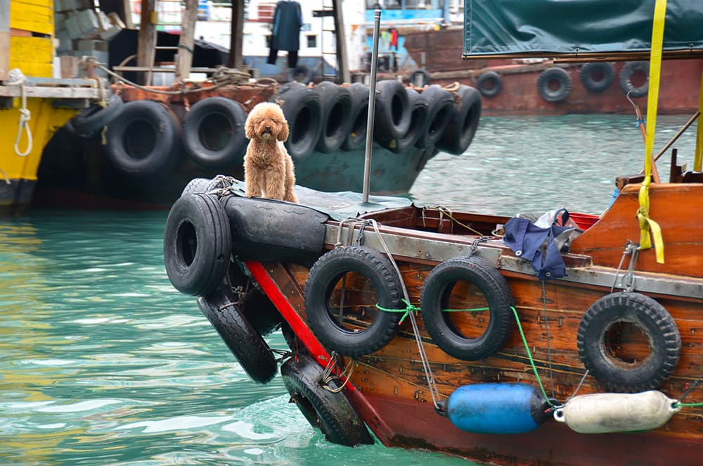 Petit chien sur un bateau de peche à Hong Kong