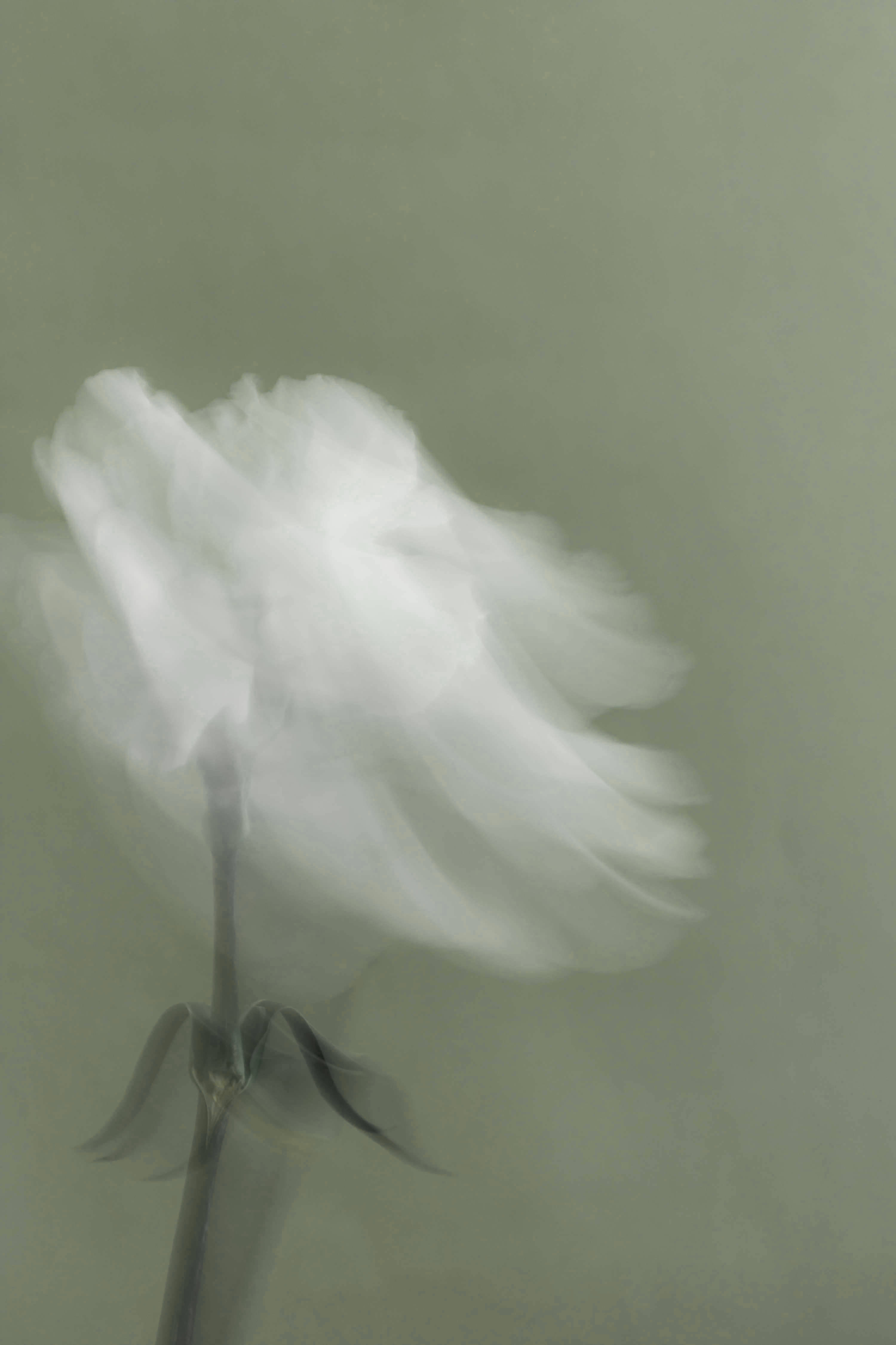 Weiße Blume mit Bewegungsunschärfe