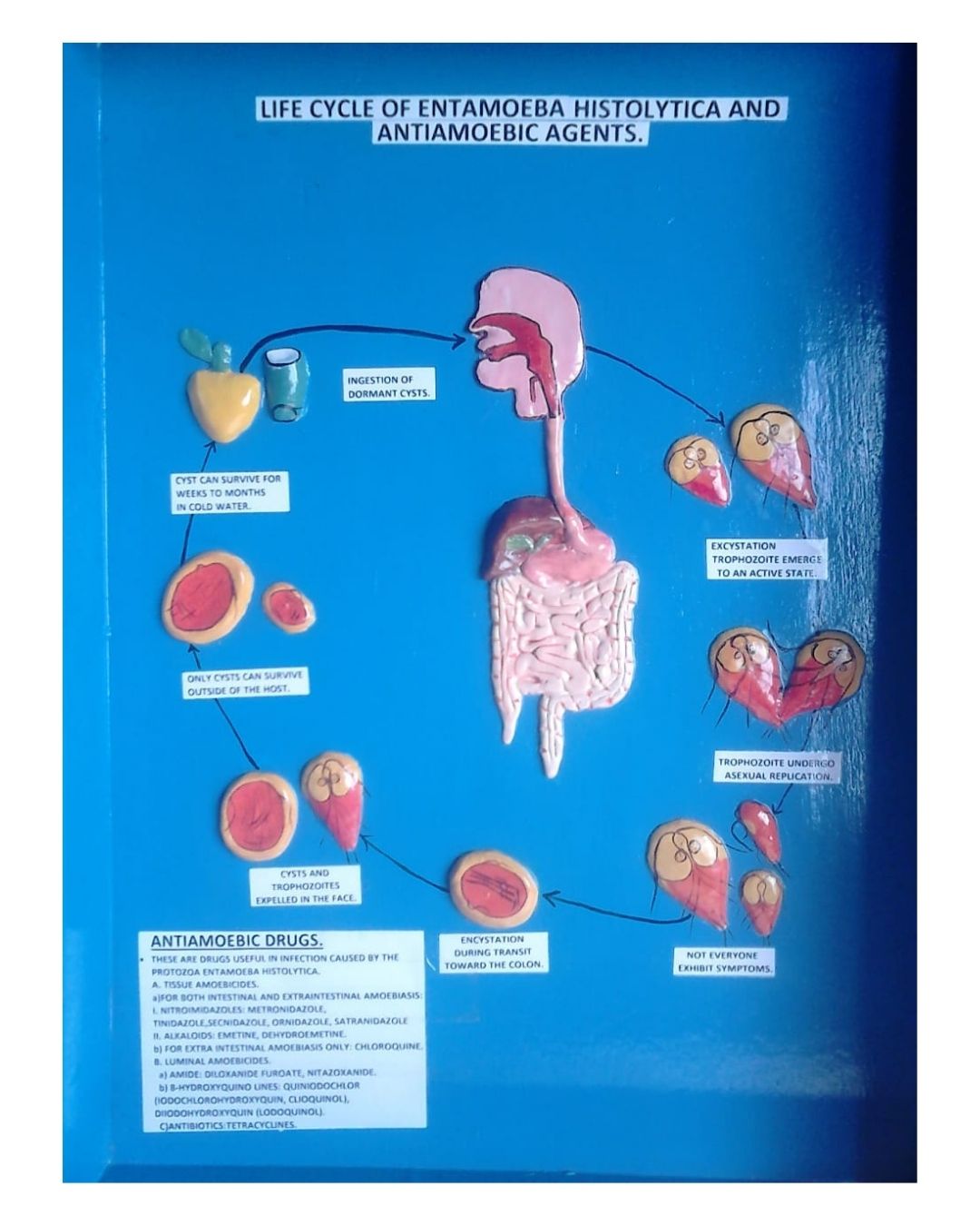 Life Cycle of Entamoeba Histolytica & Antiamoebic Agents