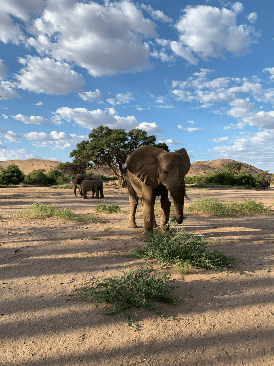 Nieuwsgierige-giraffe-in-Etosha-National-Park