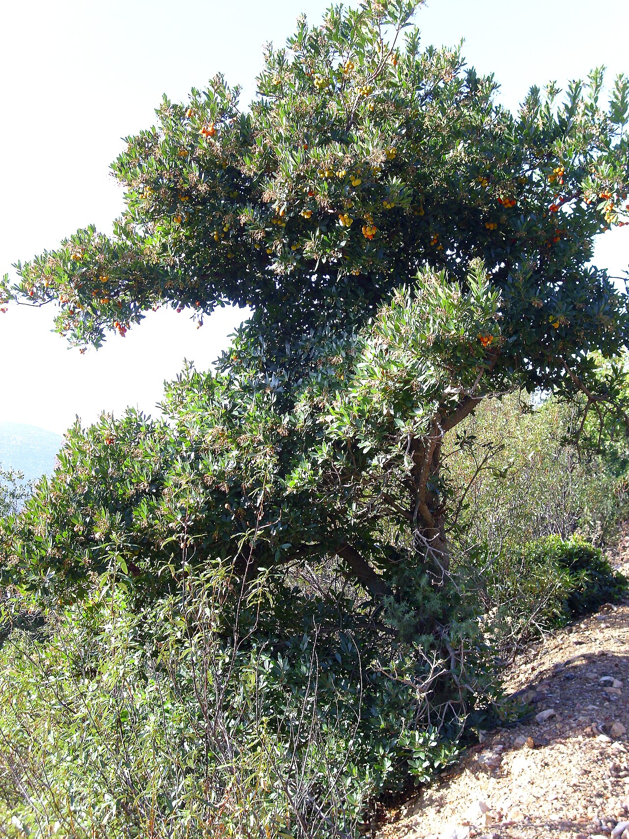 Arbousier : feuillage, port et intérêt décoratif. Arbutus unedo.