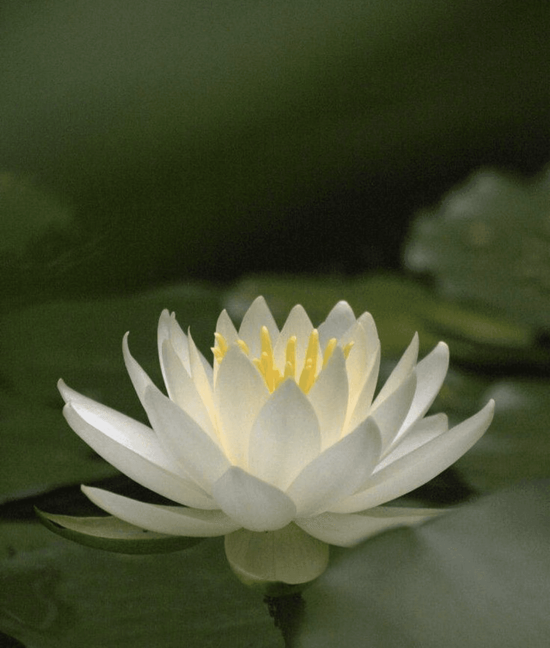 Inspiration Image - Lotus Flower
