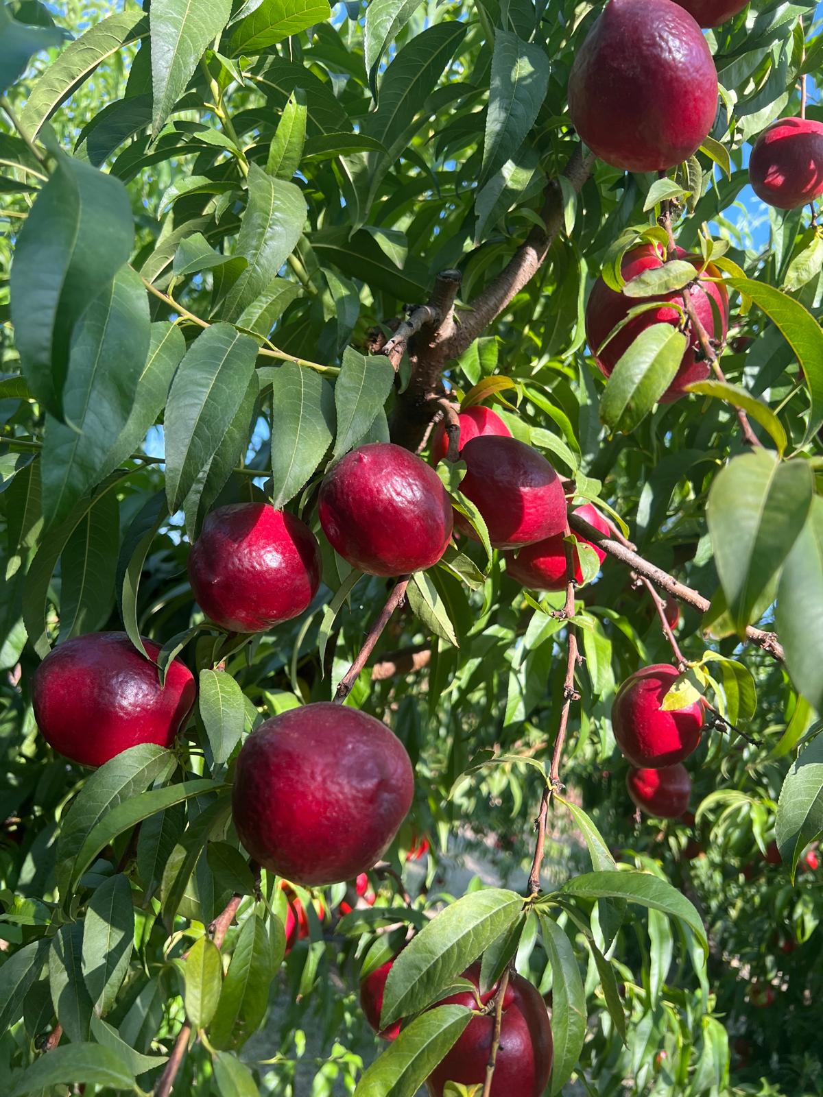 Uniformly ripened nectarines for B2B exporters.