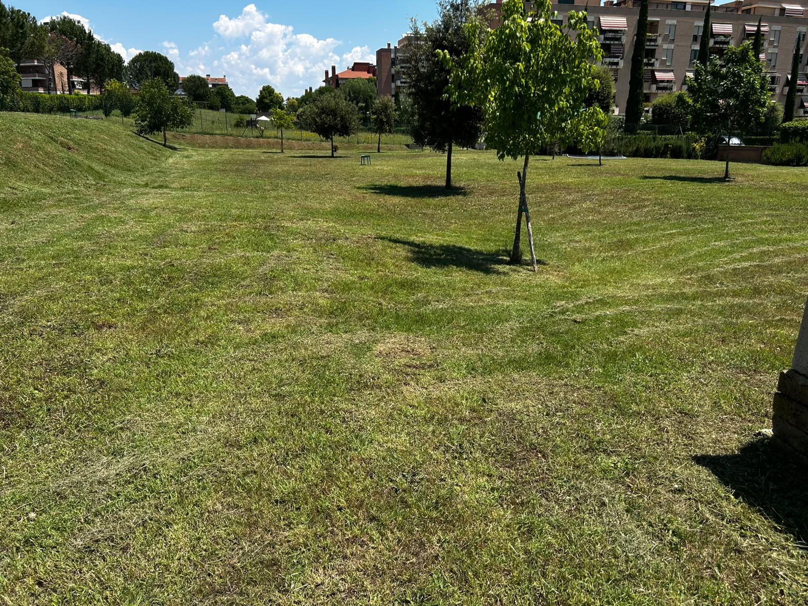 prato condominiale tosato con alberature