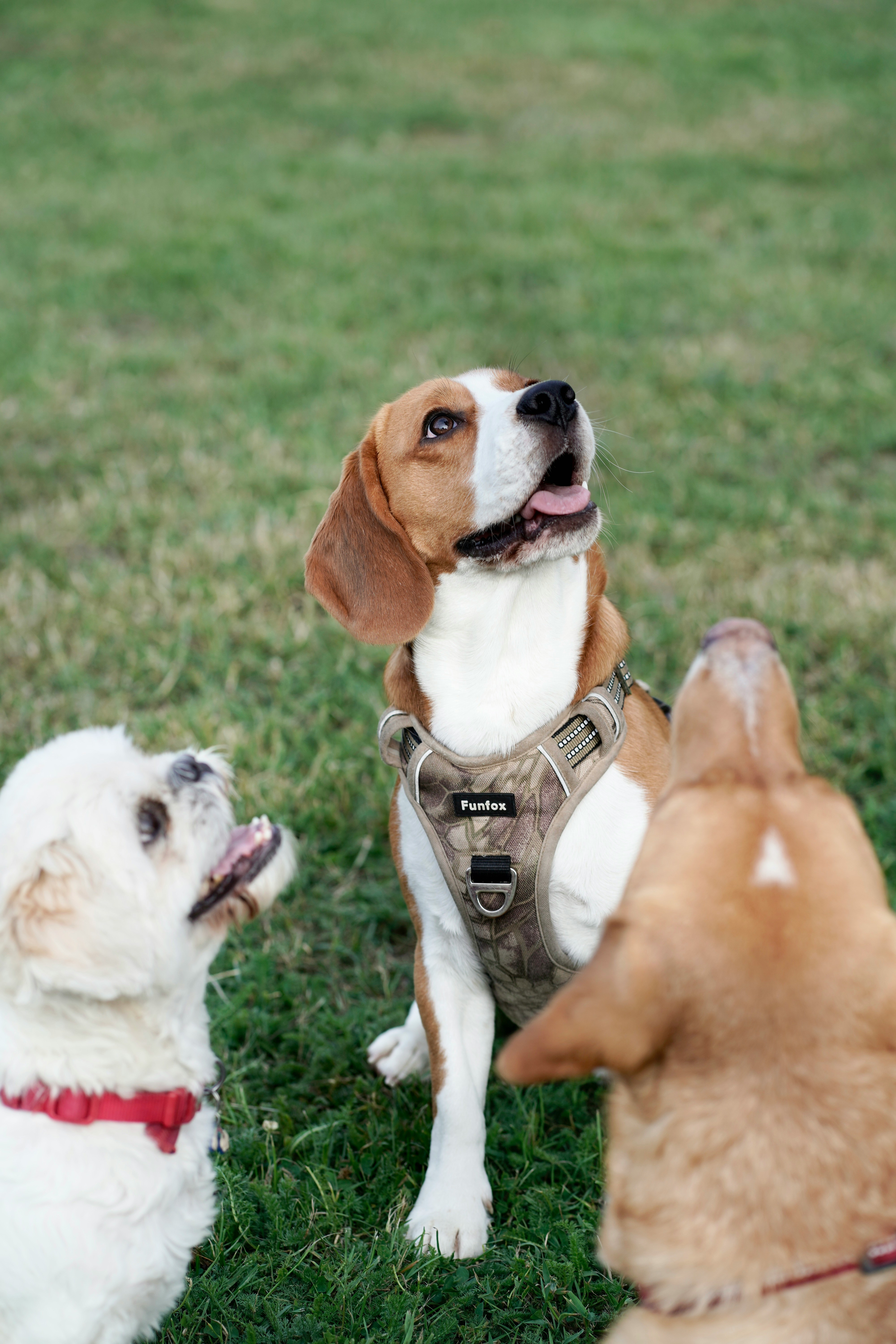 Snout’s guide to stress-free dog socialization