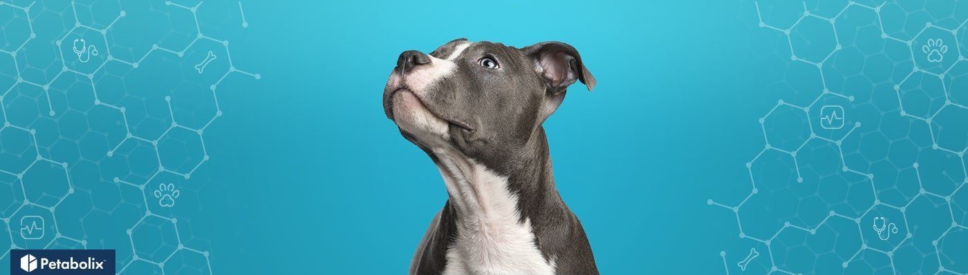 Staffordshire Bull Terrier image