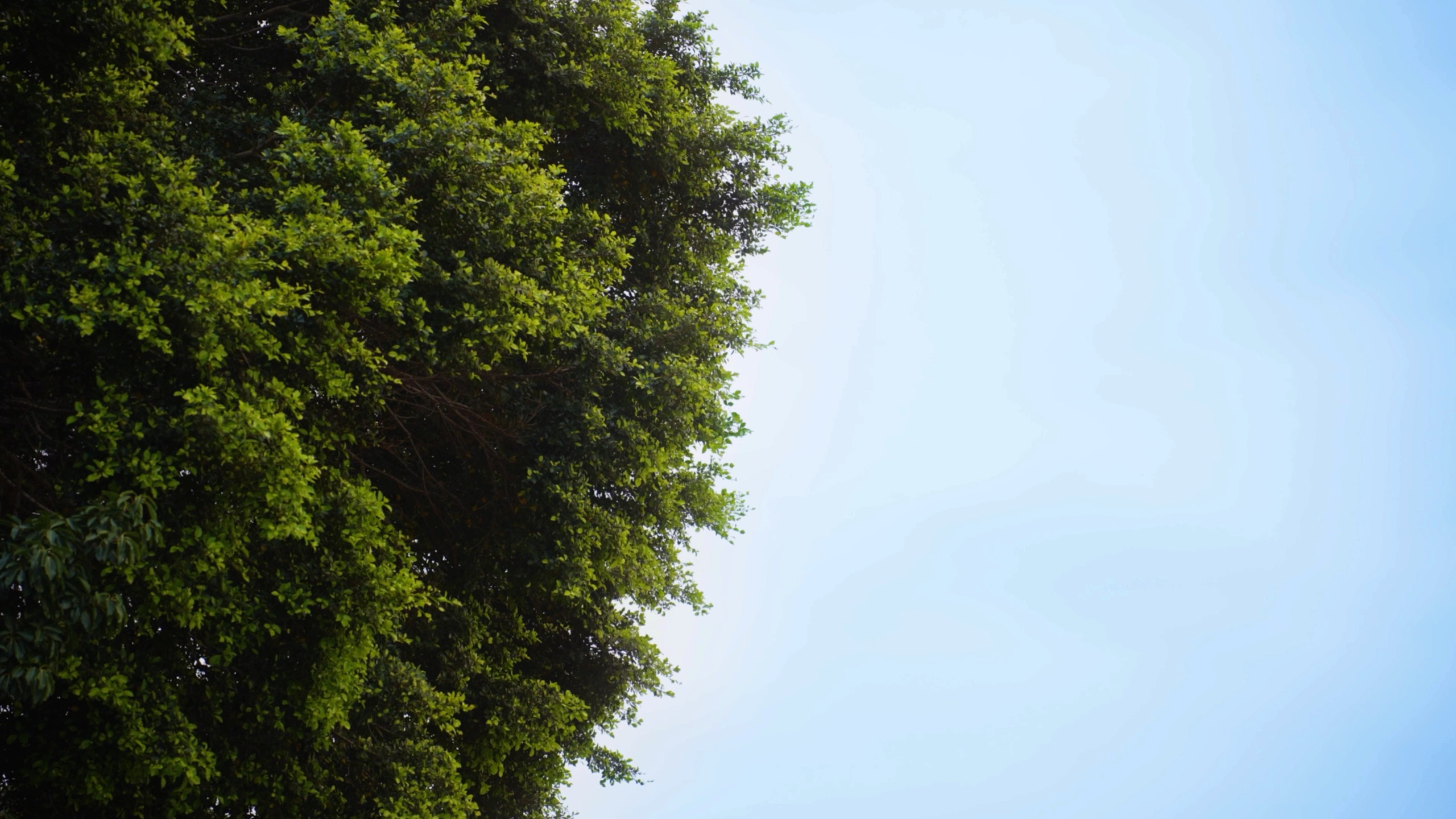 wind breeze, tree move