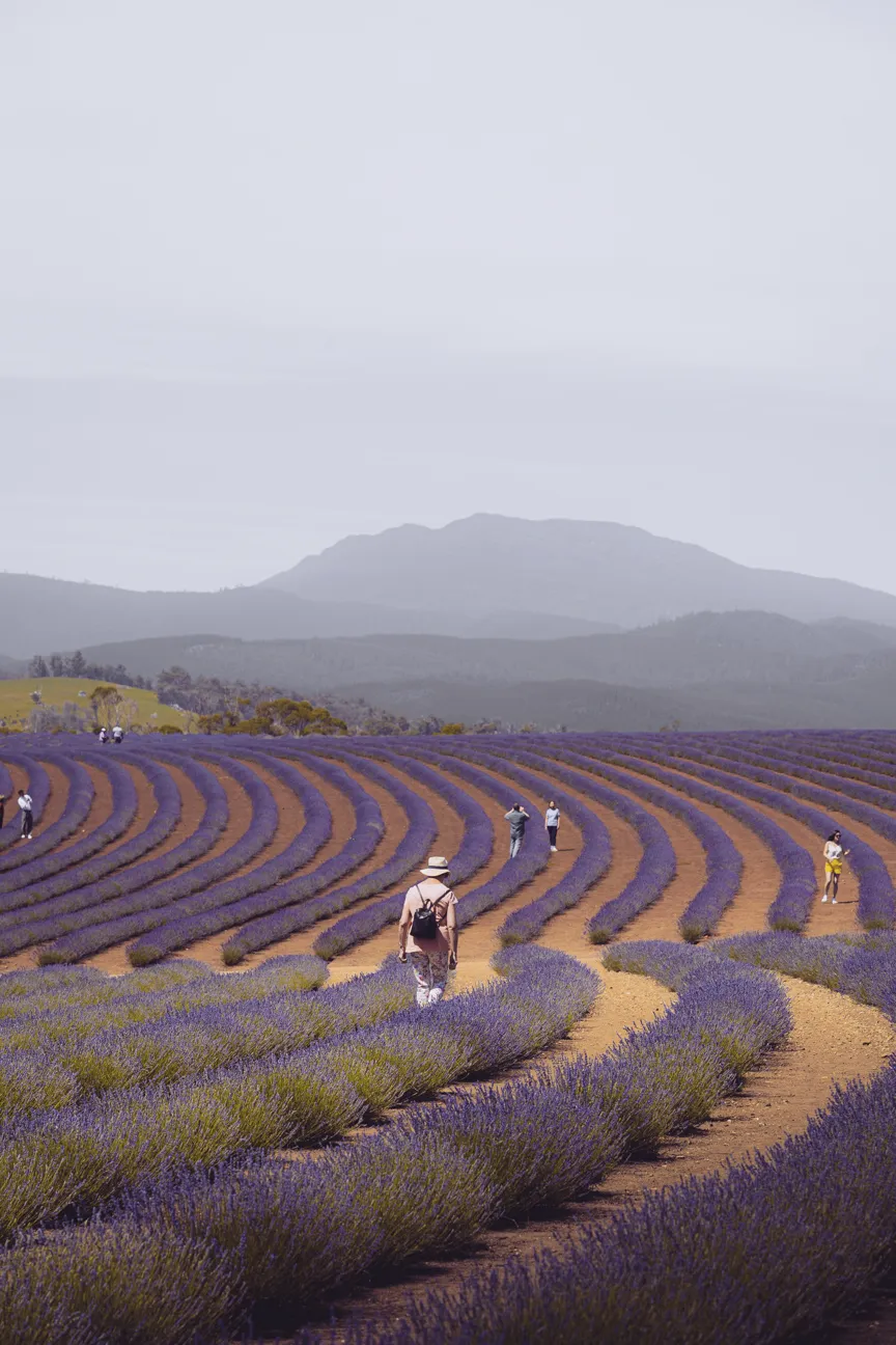 Bridestowe Lavender Estate, Tasmania