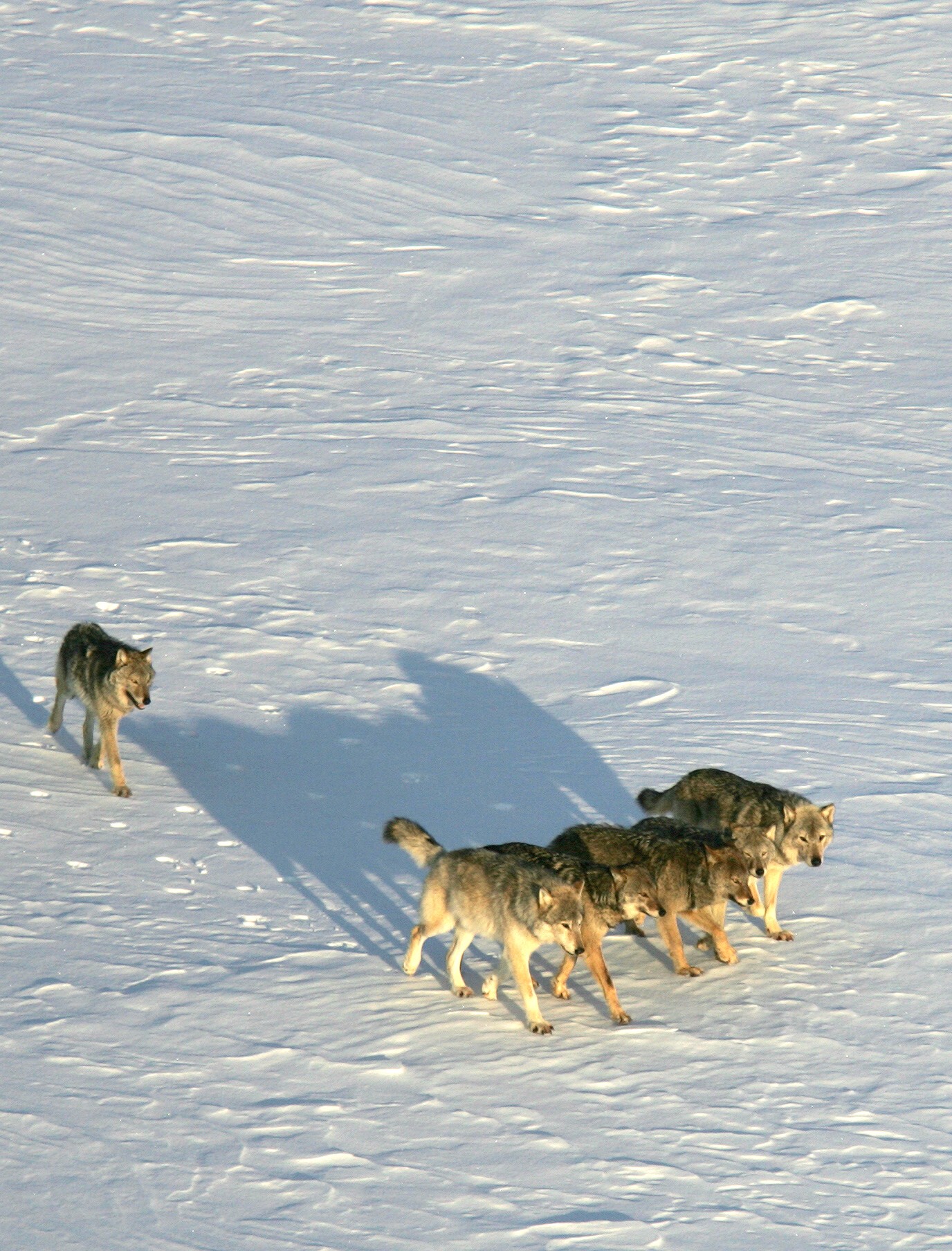 Wolf pack crossing snow