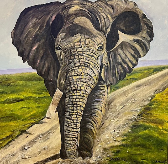 An elephant with one tusk walks calmly and confidently along a path surrounded by green.
