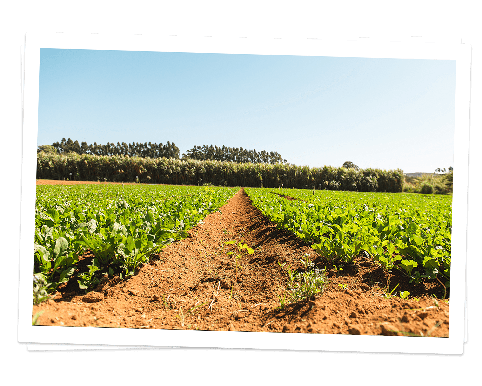 Foto da Fazenda Malunga antigamente