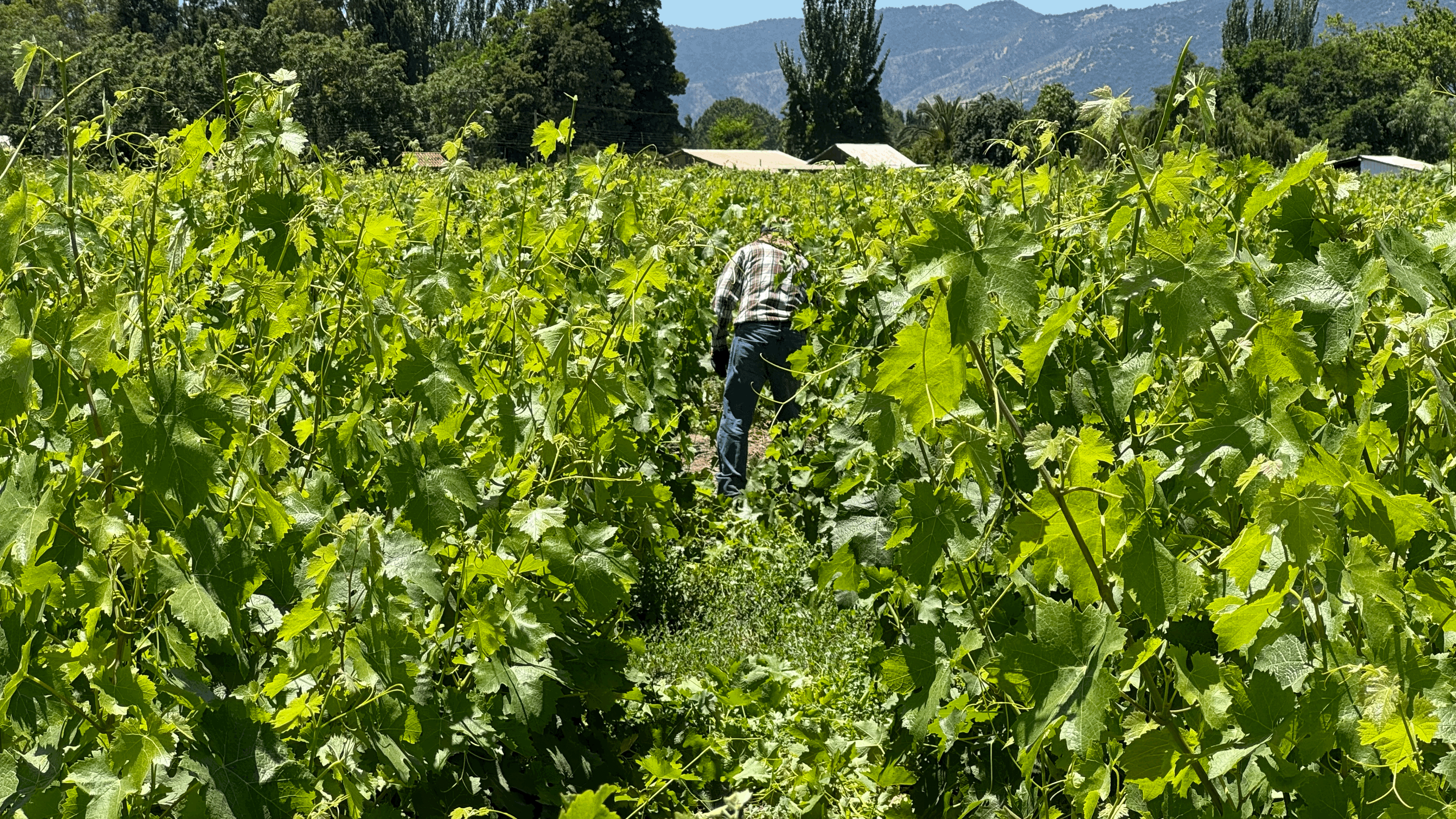 Beneath the vineyards lies a deep layer of clay on a foundation of gravel resulting in wines with both structure and freshness.