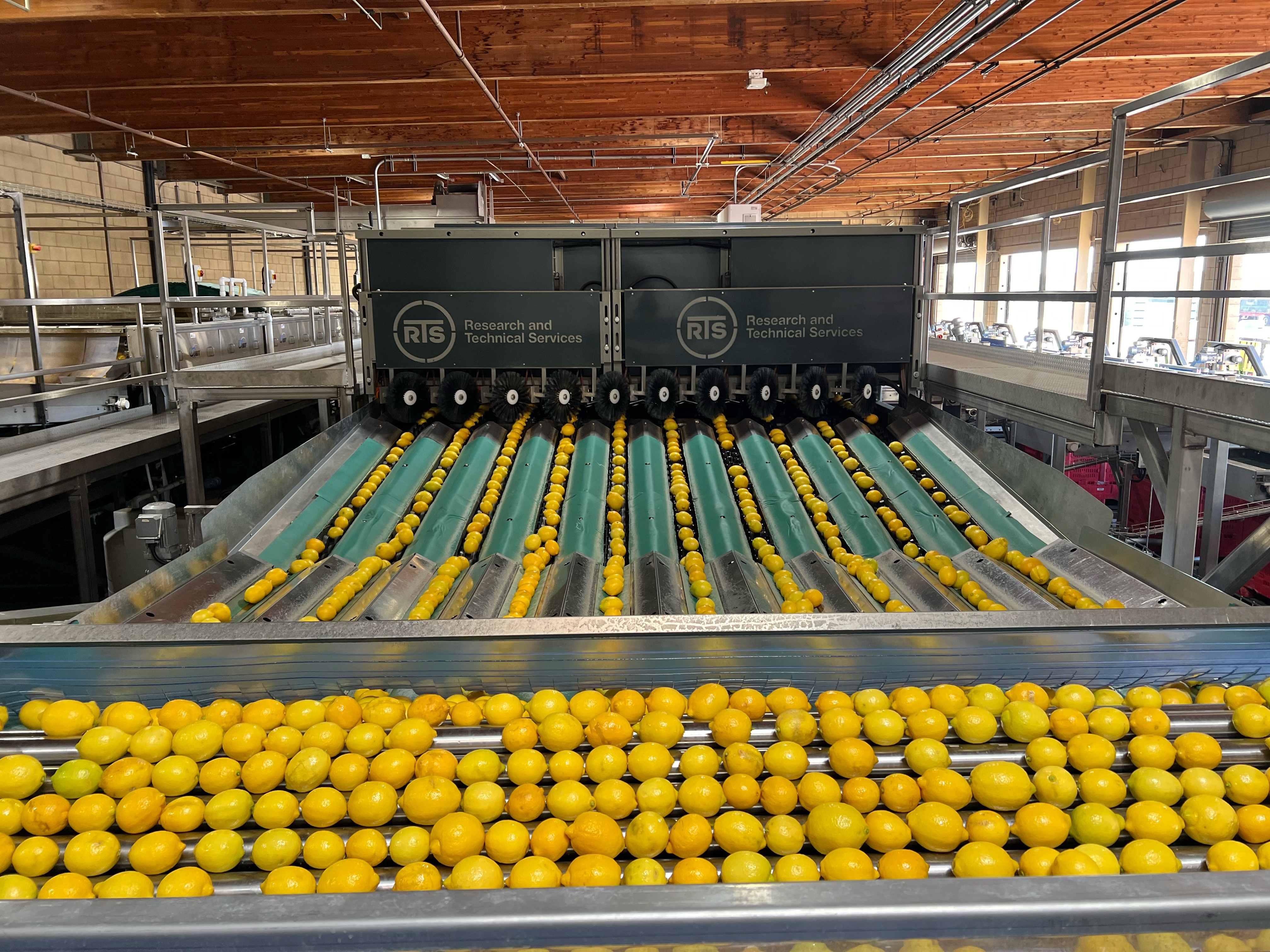 green leaves on white background