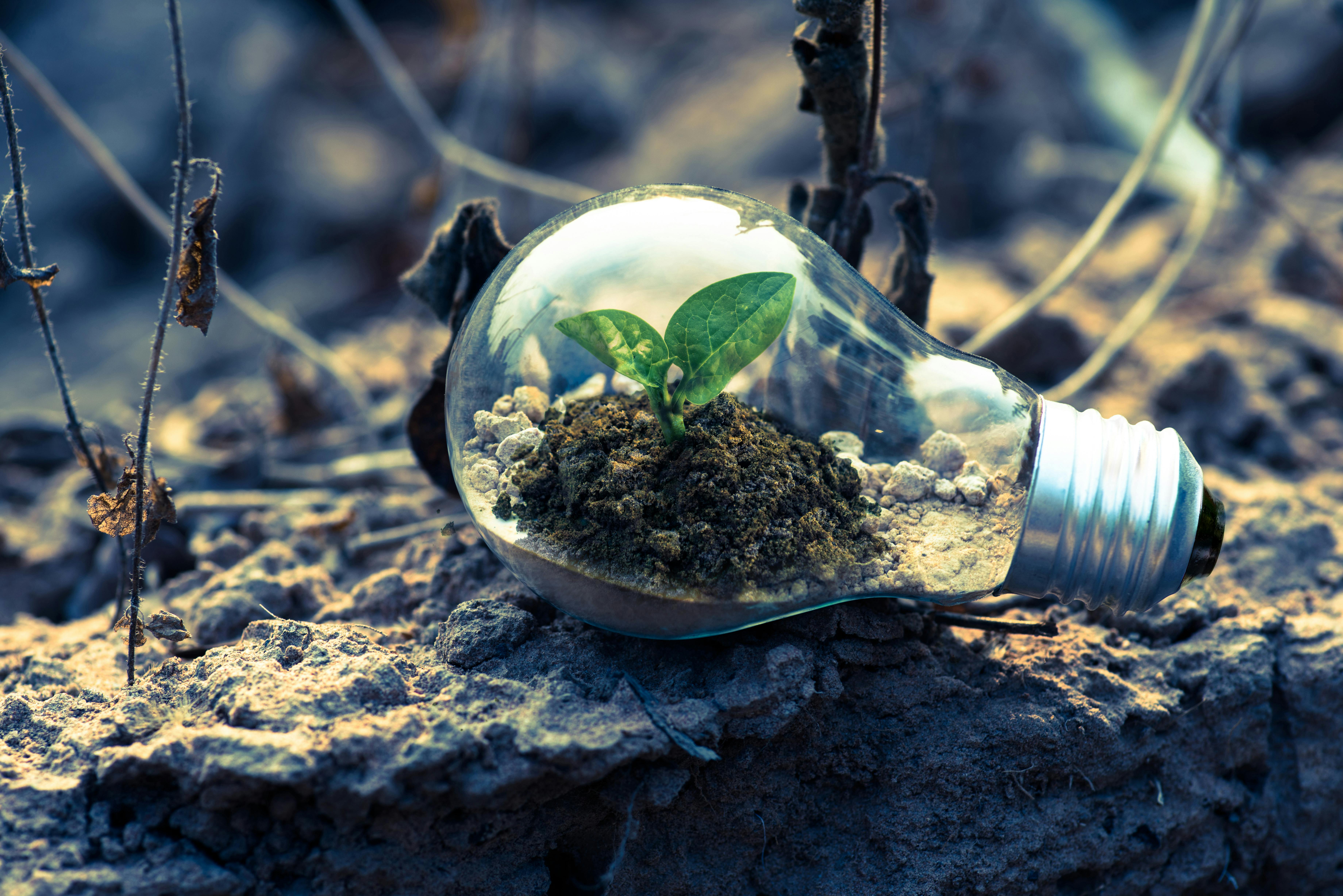 LightBulb with plant inside