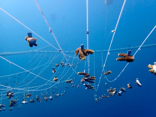 Coral Regeneration Programme 2024