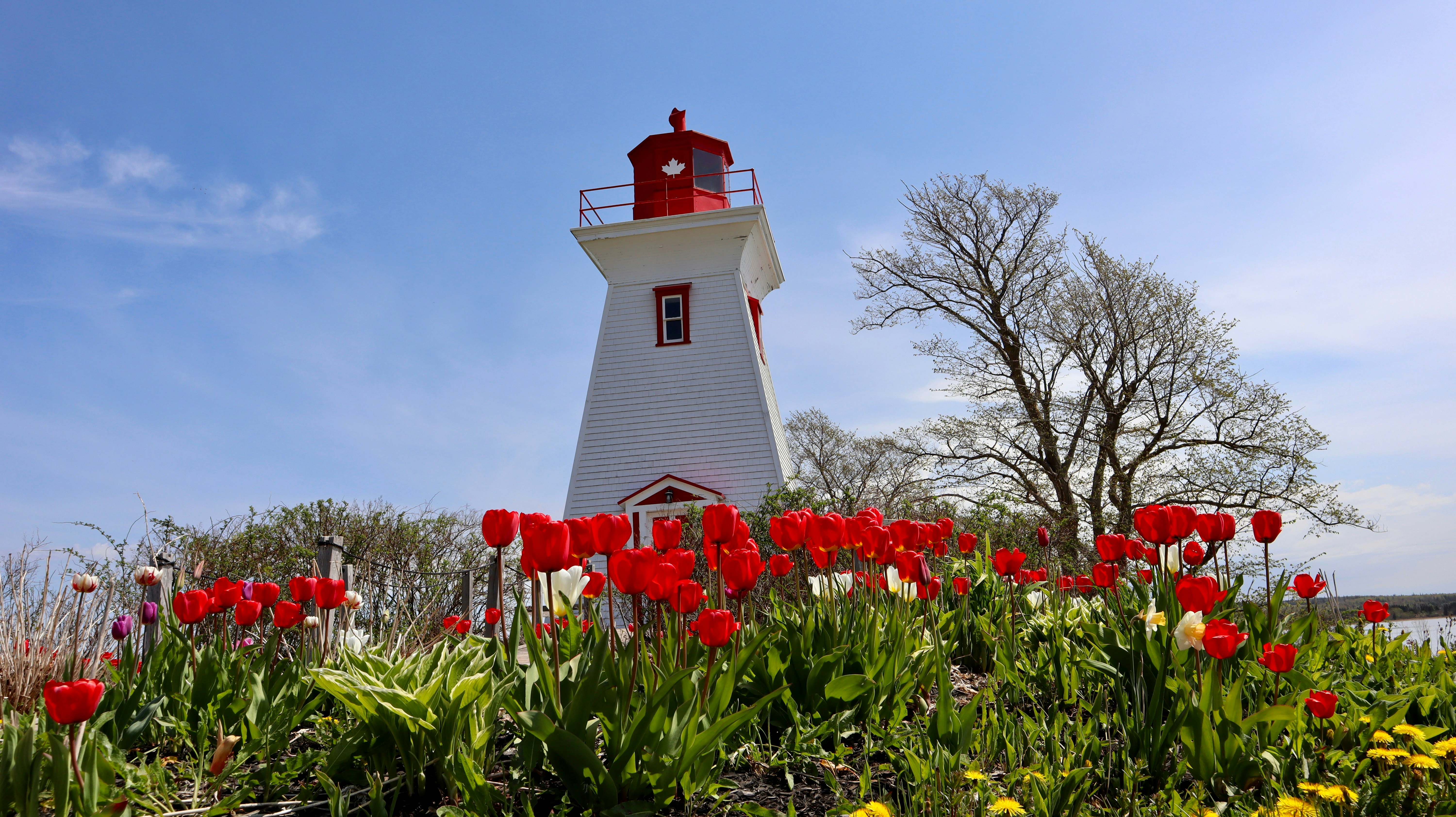 Lighthouse with red roses in the front
