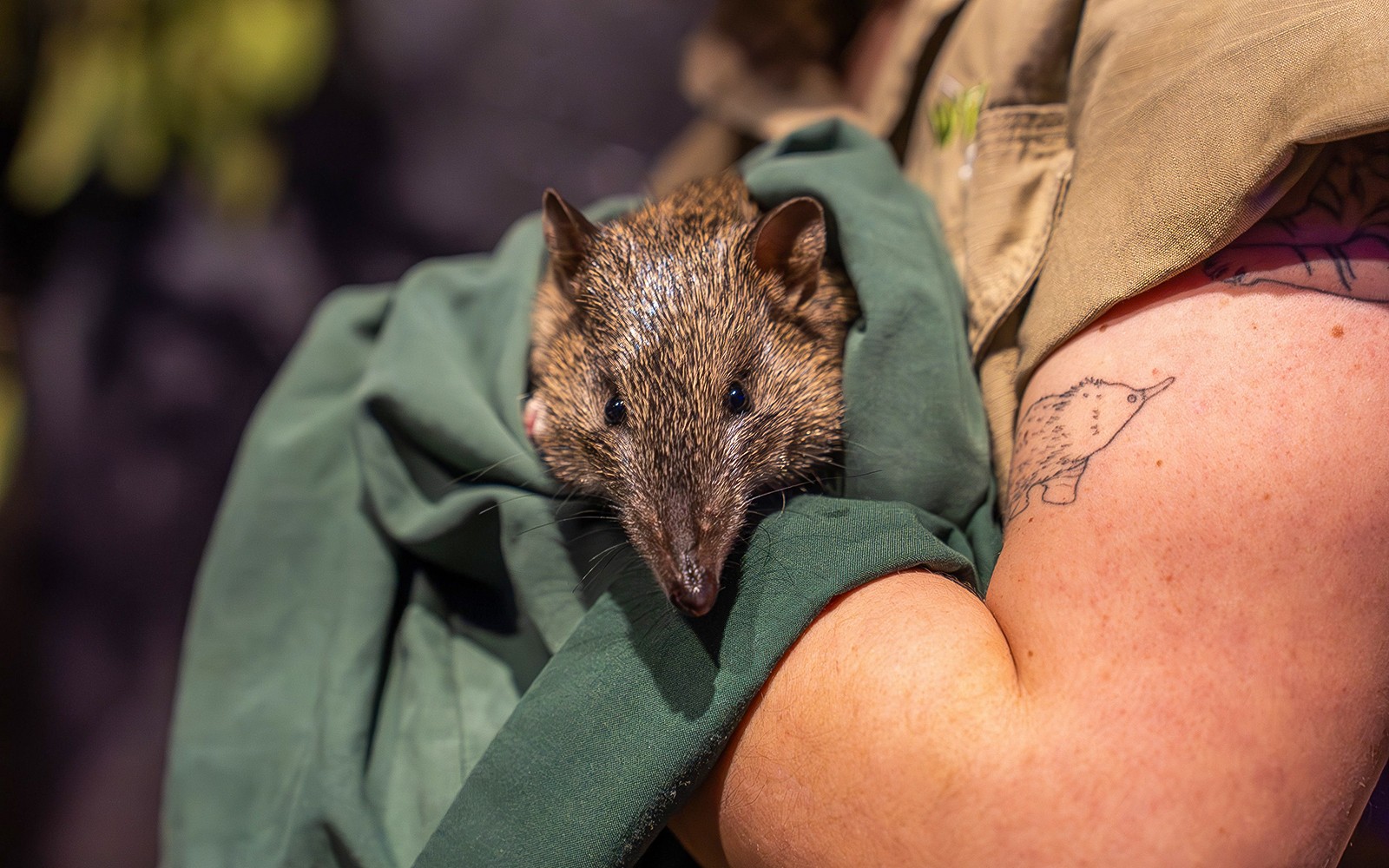 Bandicoot tenuto dal custode al Wildlife Sydney Zoo.