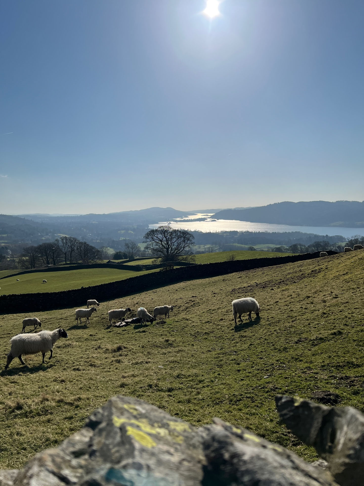 A flock of sheep grazing in a field on a hill hear Windermere. Clear blue skies above with the sun high up. Stone walls surround the sheep.