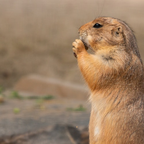 Un cane della prateria in piedi, con le zampe vicino alla bocca, su uno sfondo sfocato e terroso.