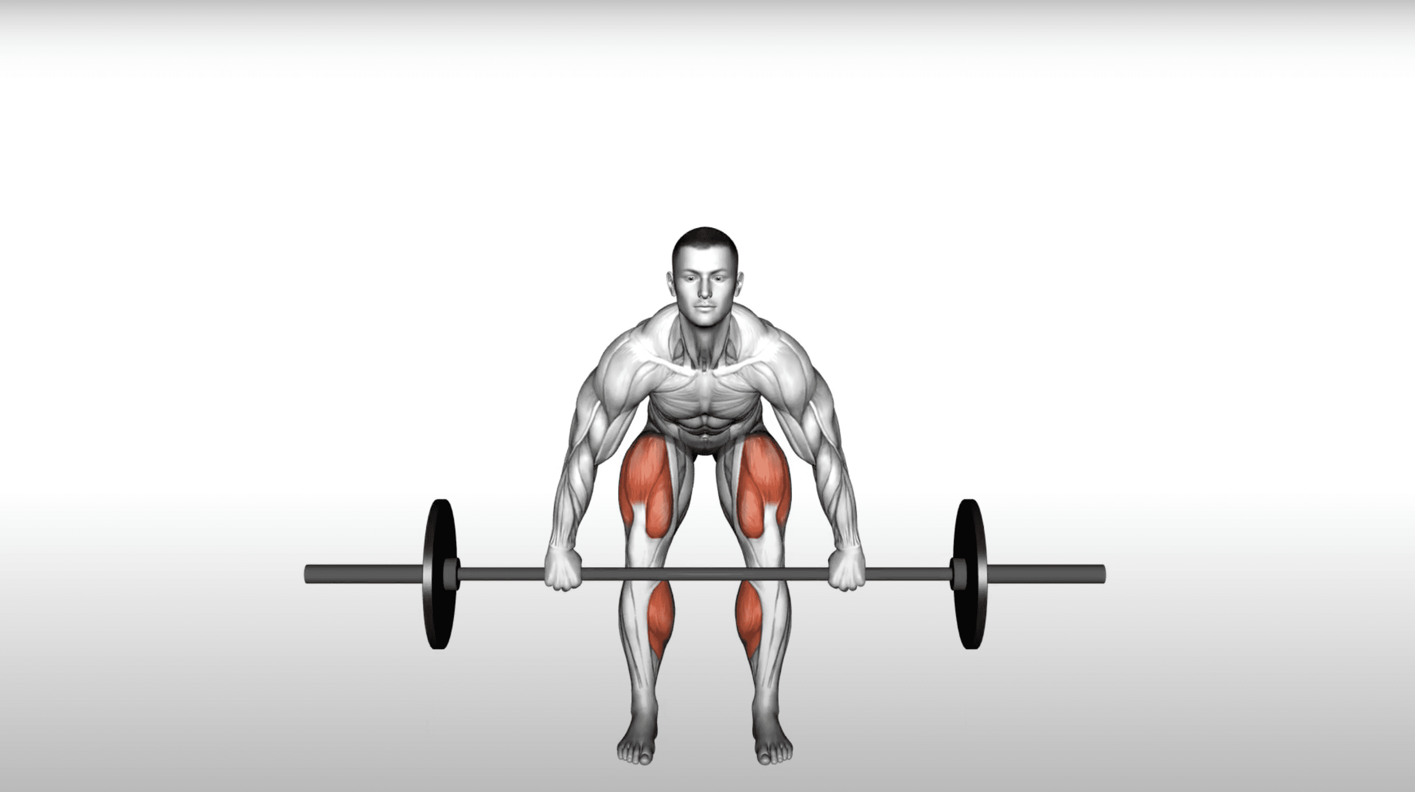 Picture of a Man Performing a Deadlift with the Activated Muscles shown in Red. The point of View of the Picture is from the Front