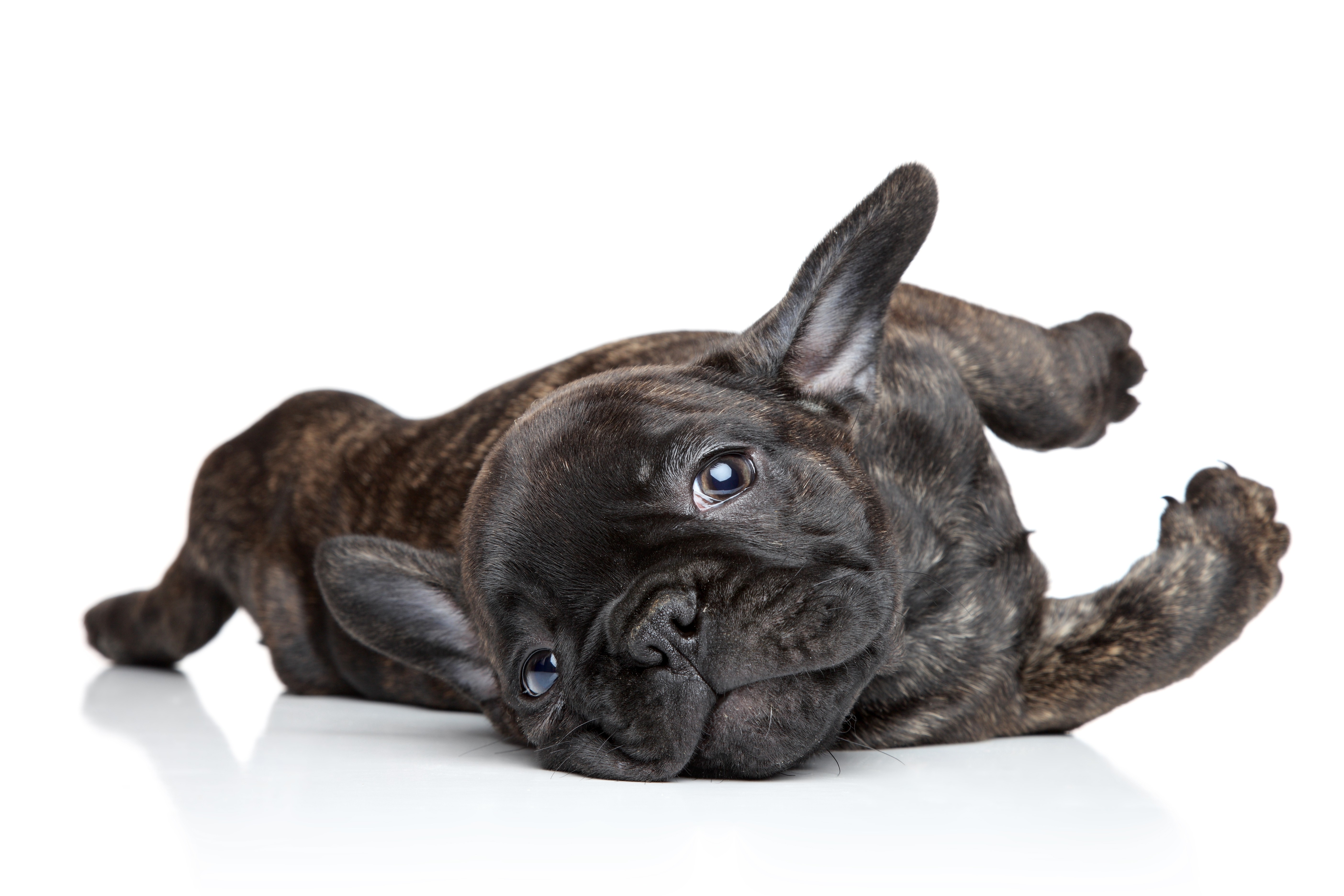 A brown French Bulldog Puppy from Clearwater French Bulldogs posing for it's adoption photo