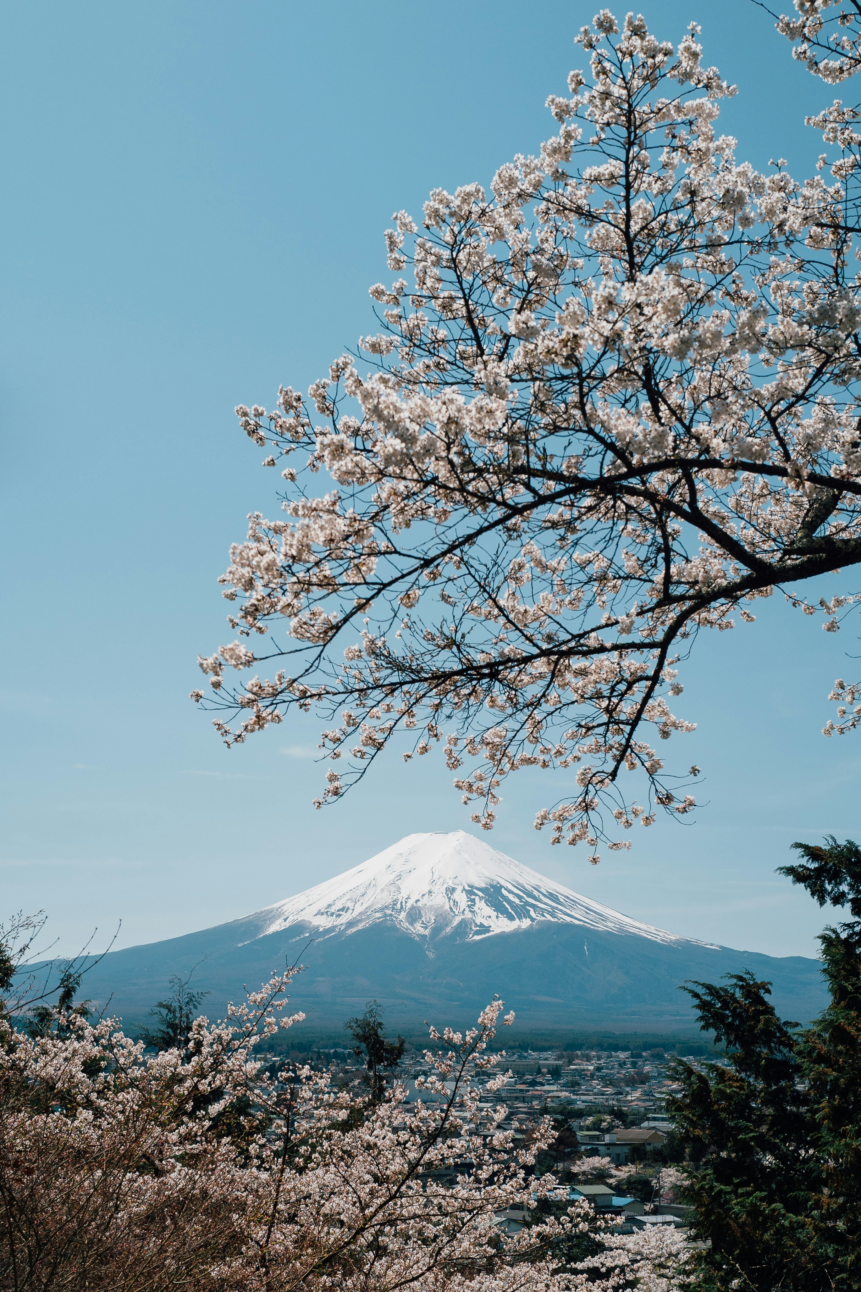 a tree with white flowers and a mountain in the background