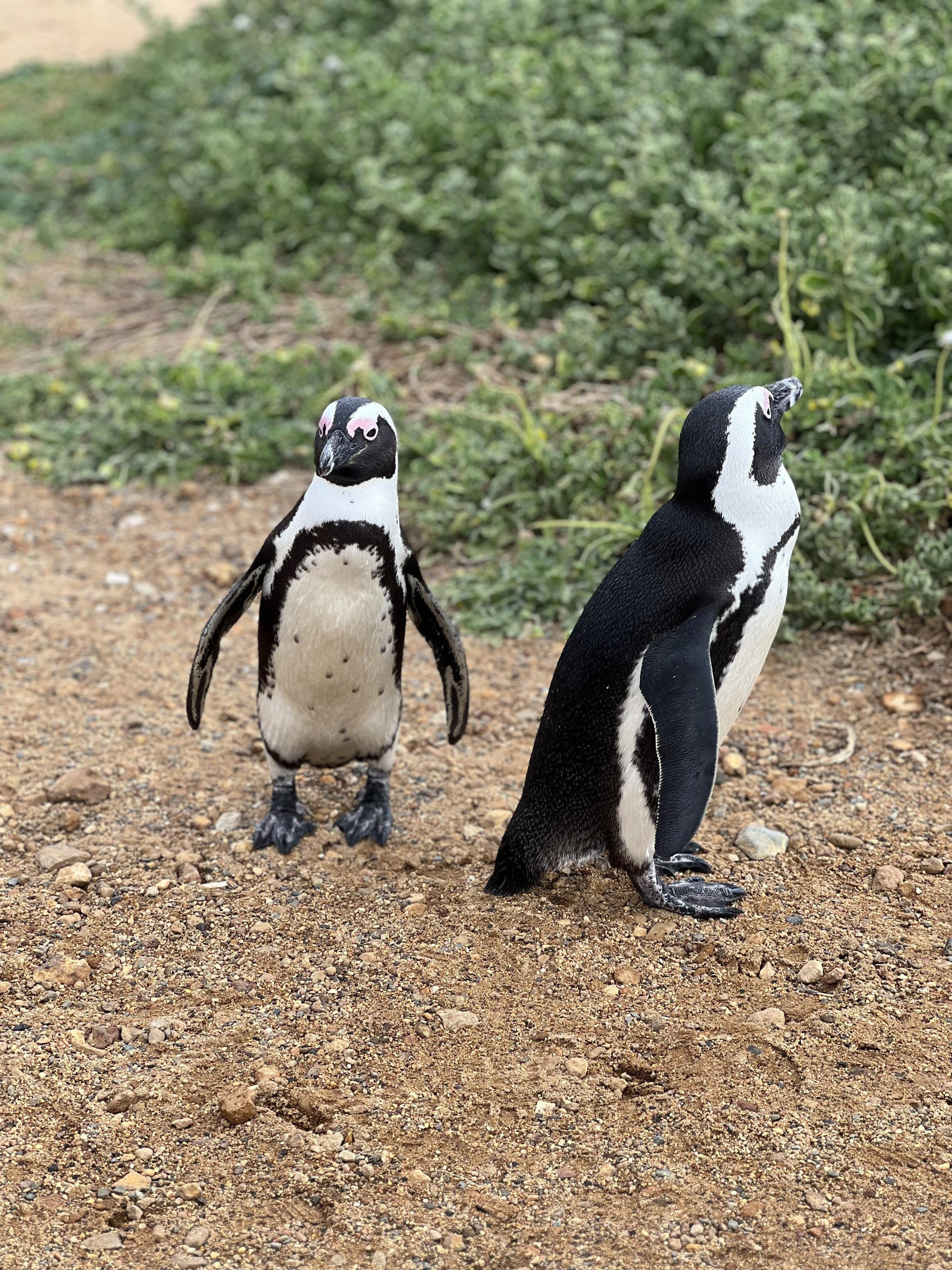 Two African Penguins standing on sandy soil with blurred greenery behind them.