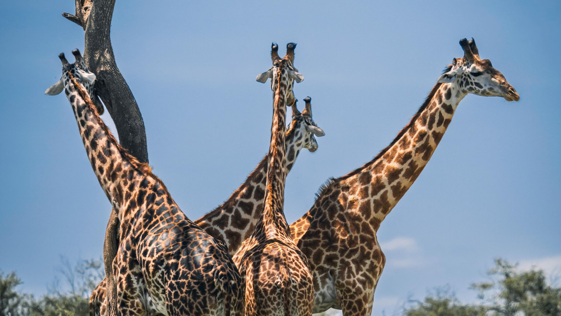 safari image