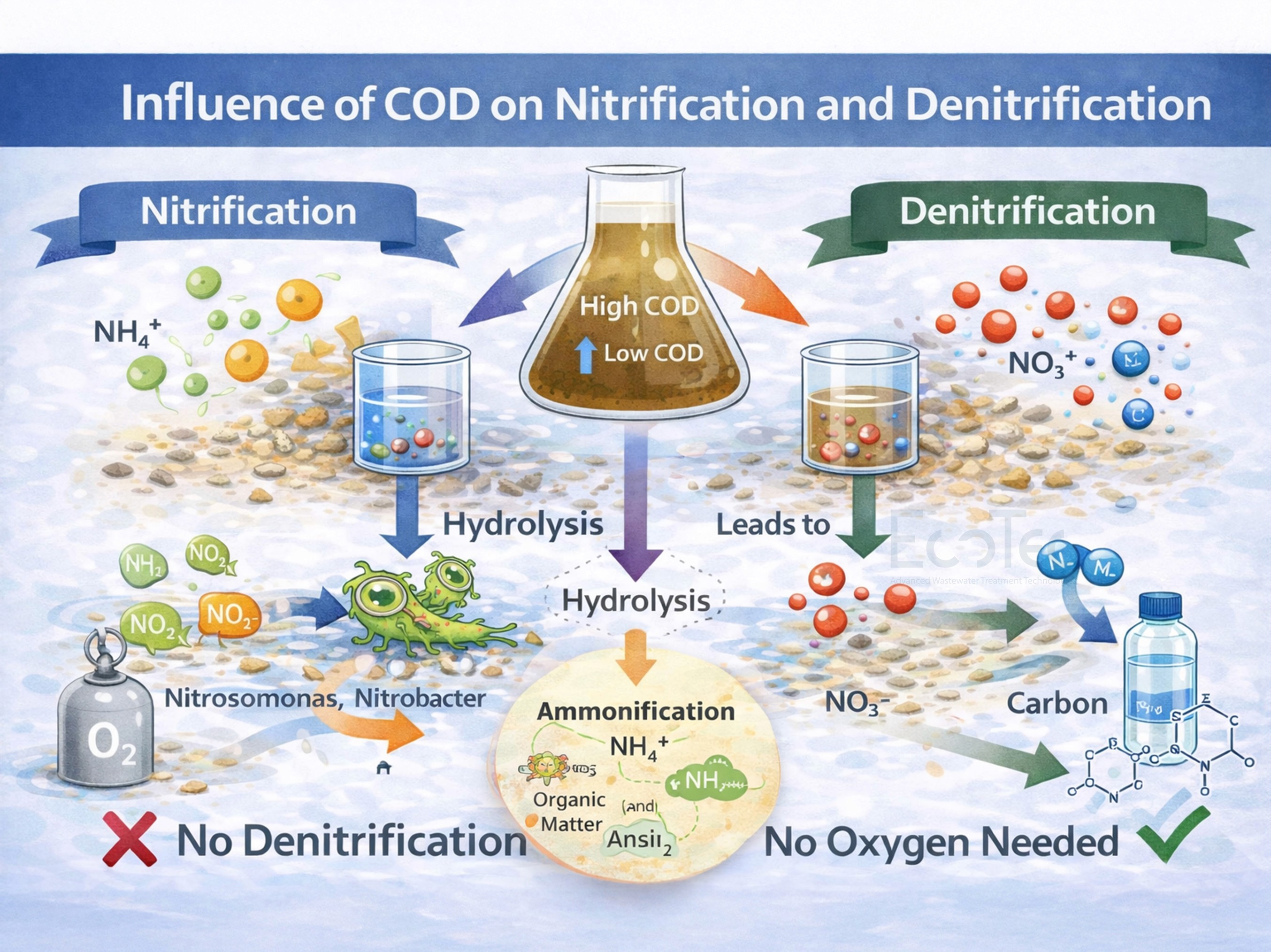Infographic showing influence of COD on nitrification and denitrification, where hydrolysis increases carbon availability and enables denitrification without oxygen while nitrification requires oxygen.