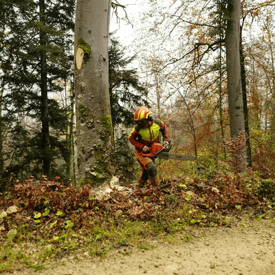 baumfäller in der nähe