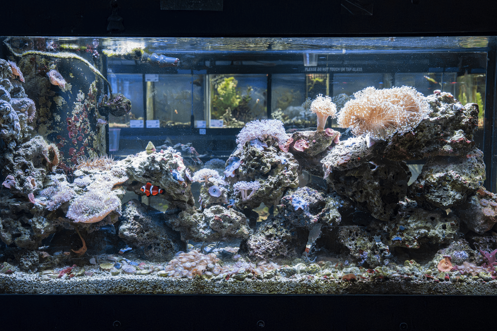 Saltwater Fish