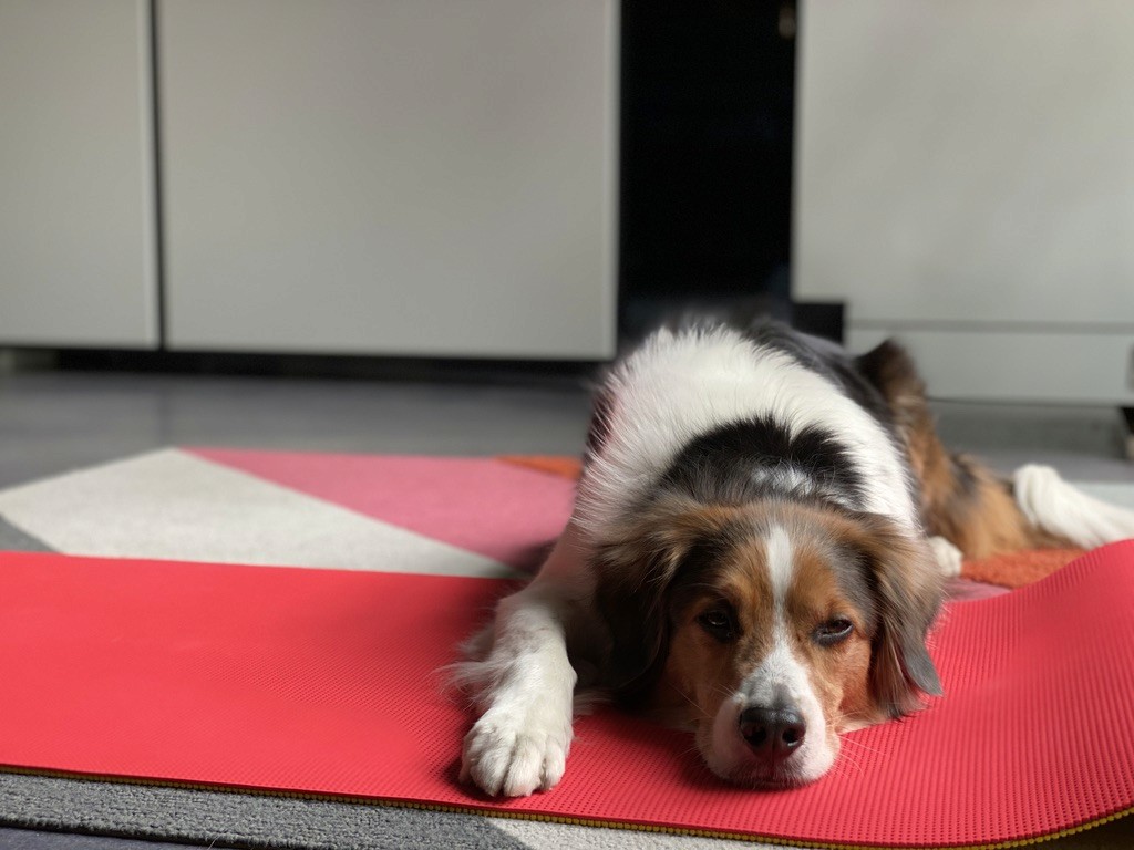 A relaxed dog with a fluffy coat is lying on a red yoga mat in a cozy, modern living room, perfect for capturing a peaceful home setting.