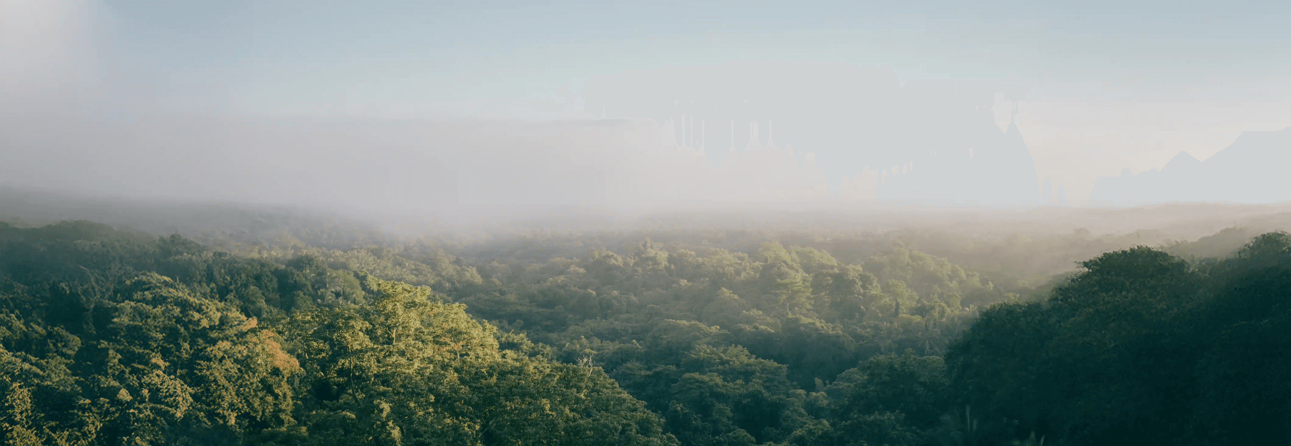 Nebel über dichtem grünen Wald mit weiter Landschaft unter blauem Himmel