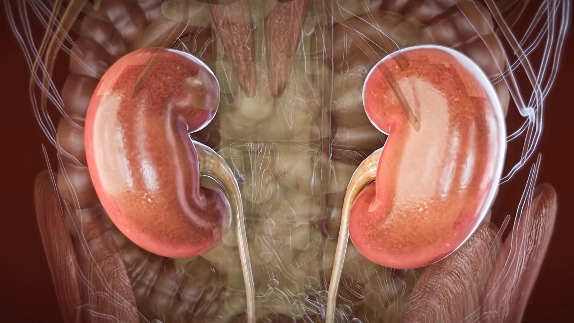 Conceptual anatomical kidney imagery from the brand film