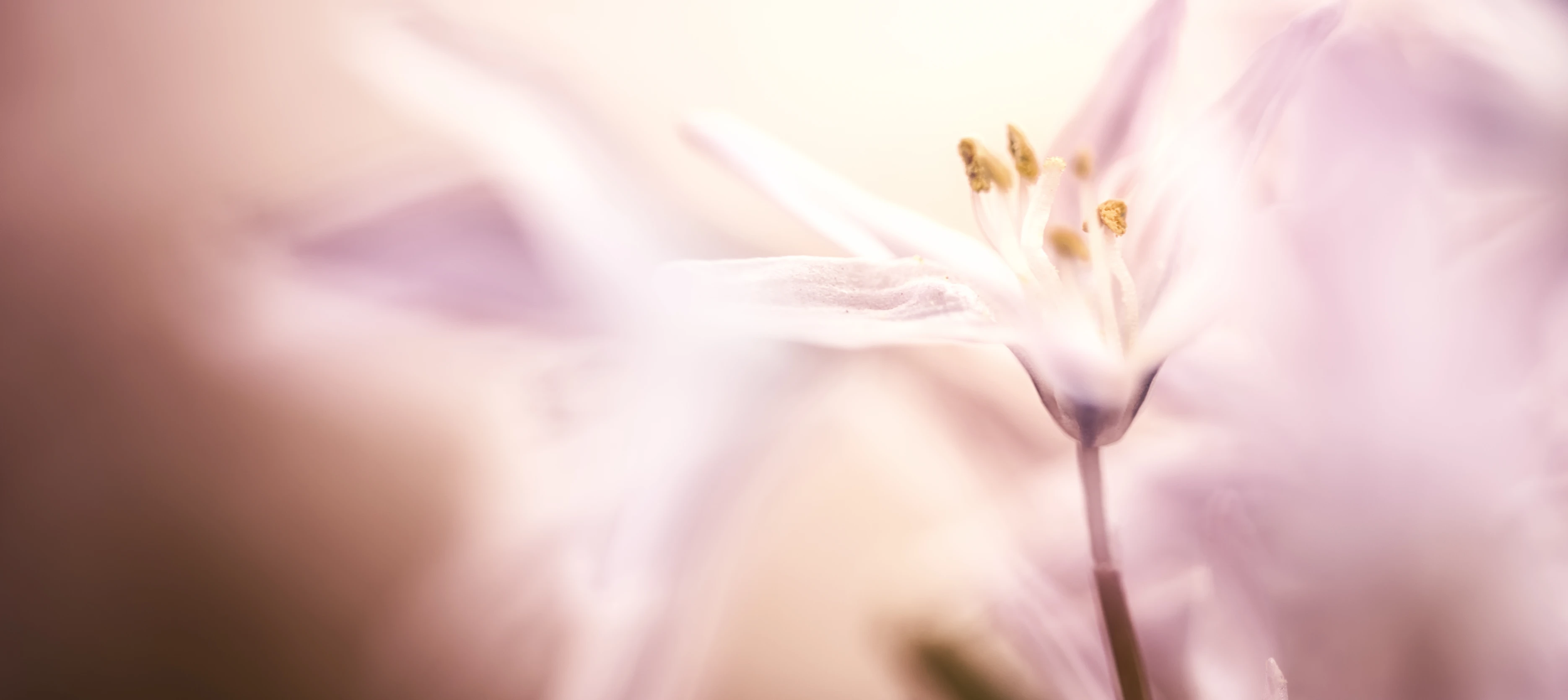 Dr. Cécile Valantin natural imagery detail – soft-focus flower with dew drops evoking serenity and emotional support by Teatime Studio.