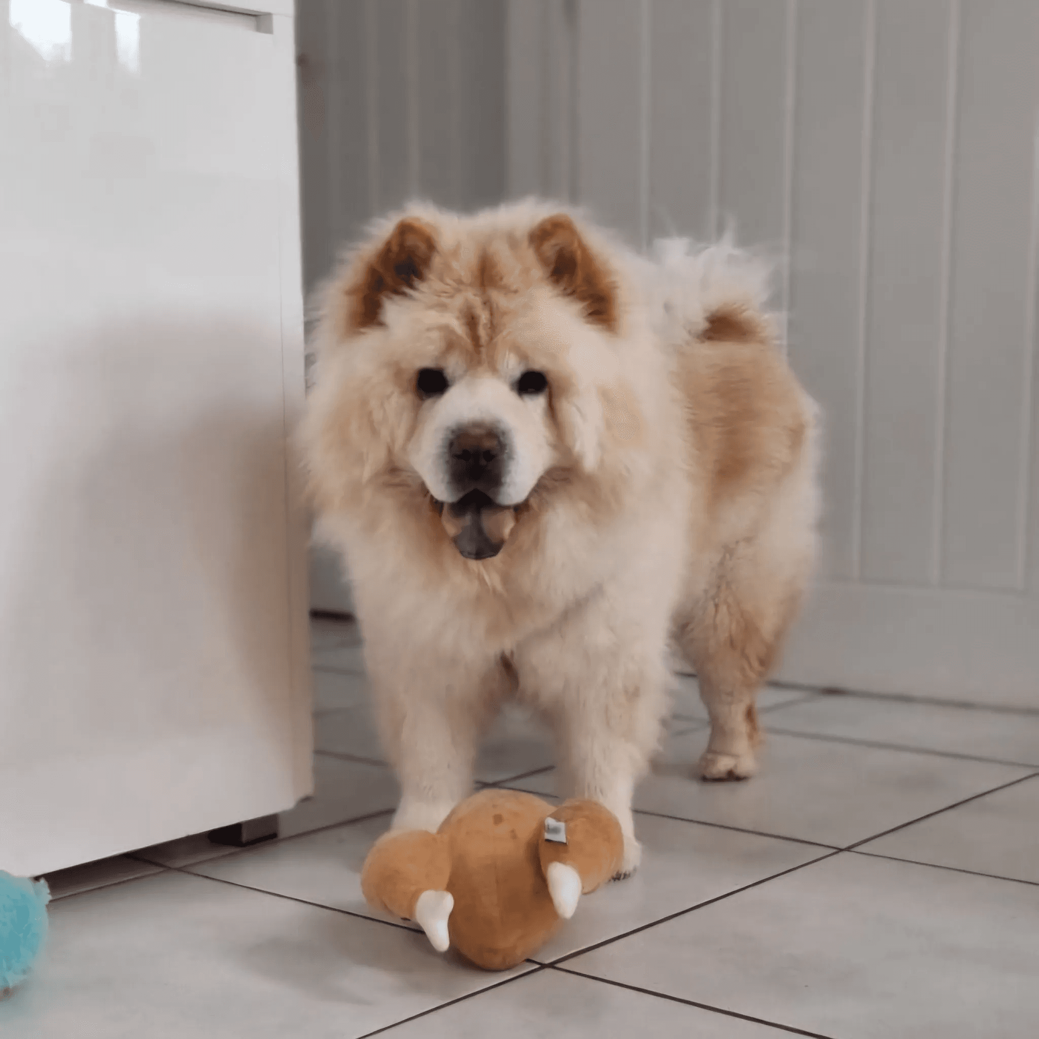 A white chow chow with her favourite chicken toy at her feet