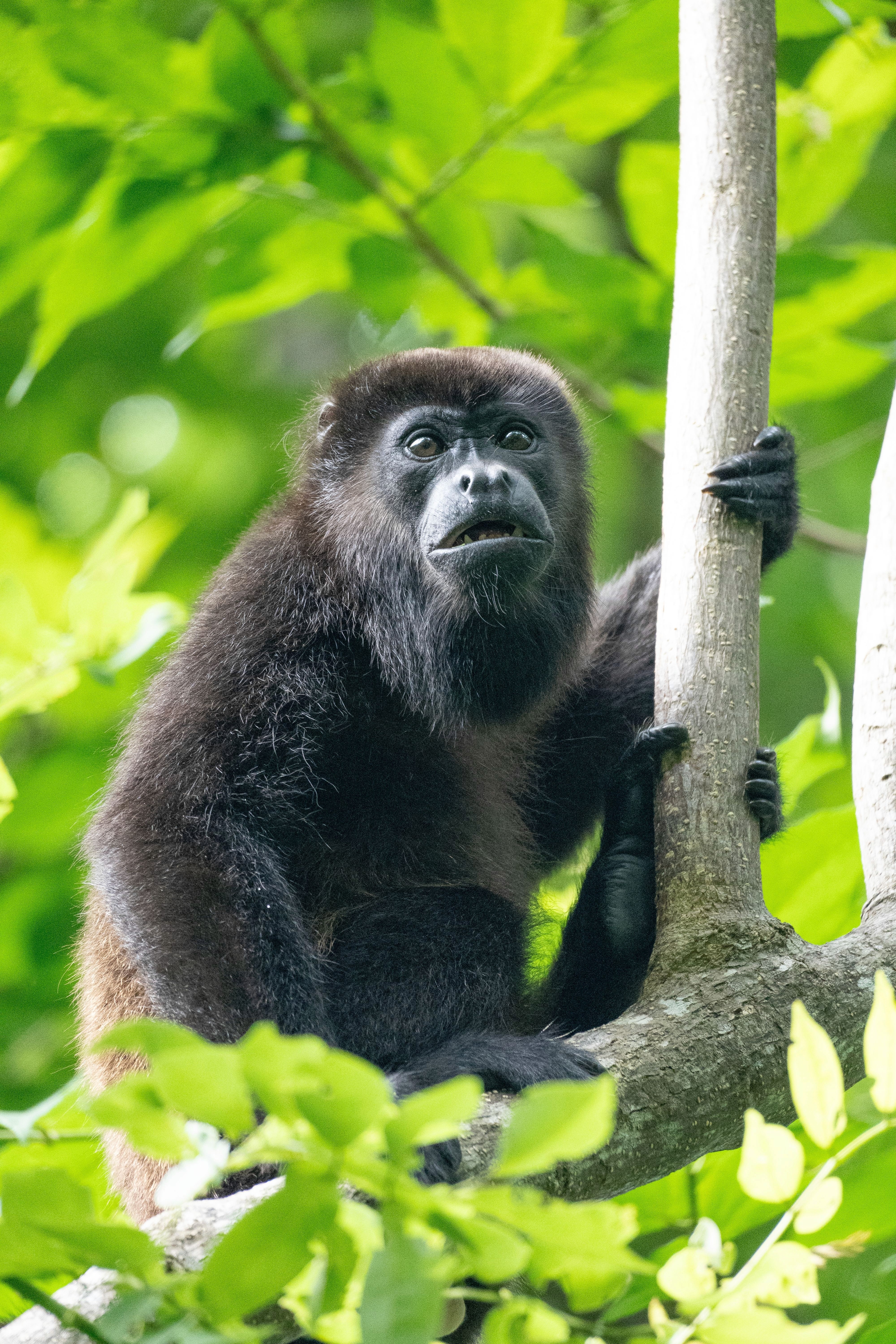 A tropical forest in Ecuador