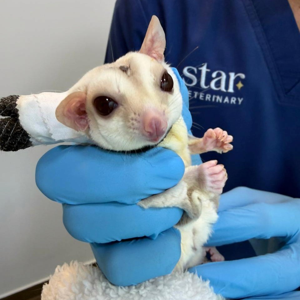 A sugar glider is being prepared for elective surgery inside the vet clinic.