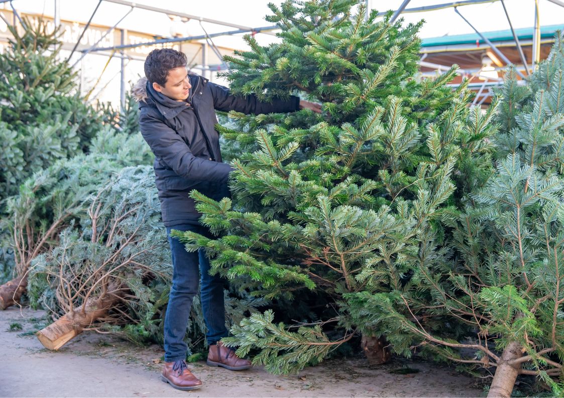 Comparison: natural tree versus artificial tree