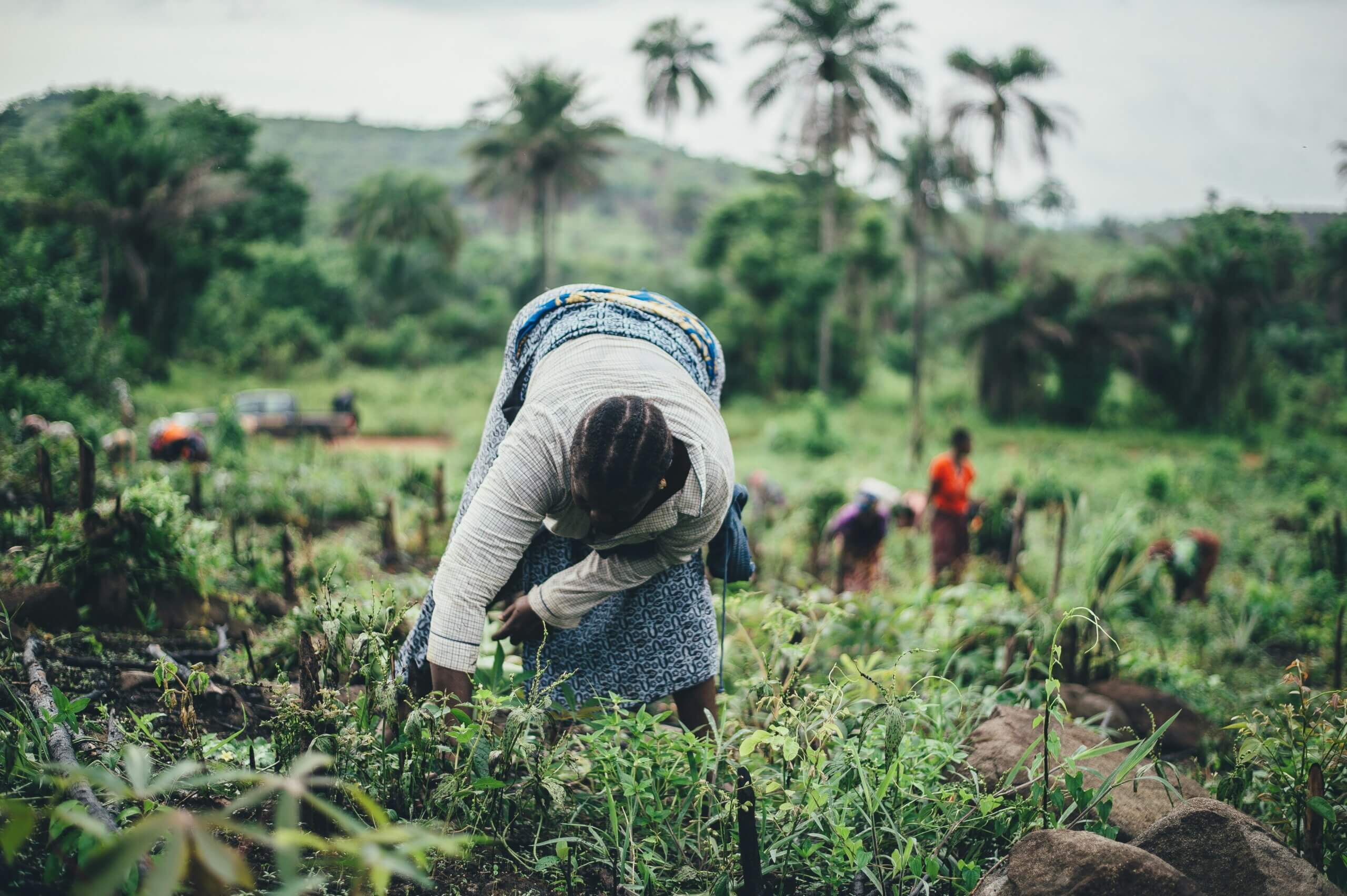 A woman works in a lush, green field with others in the background, harvesting crops in a rural farming community surrounded by palm trees.