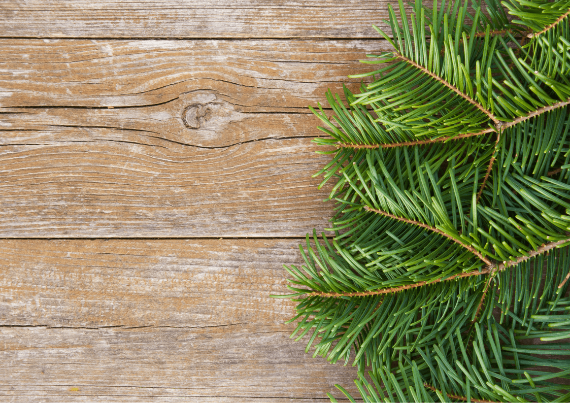Sustainable, eco-friendly natural Christmas tree