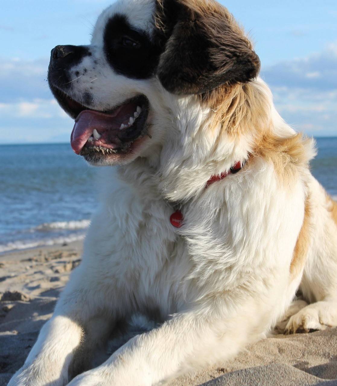 Saint Bernard Temperament and Lifestyle Fit
