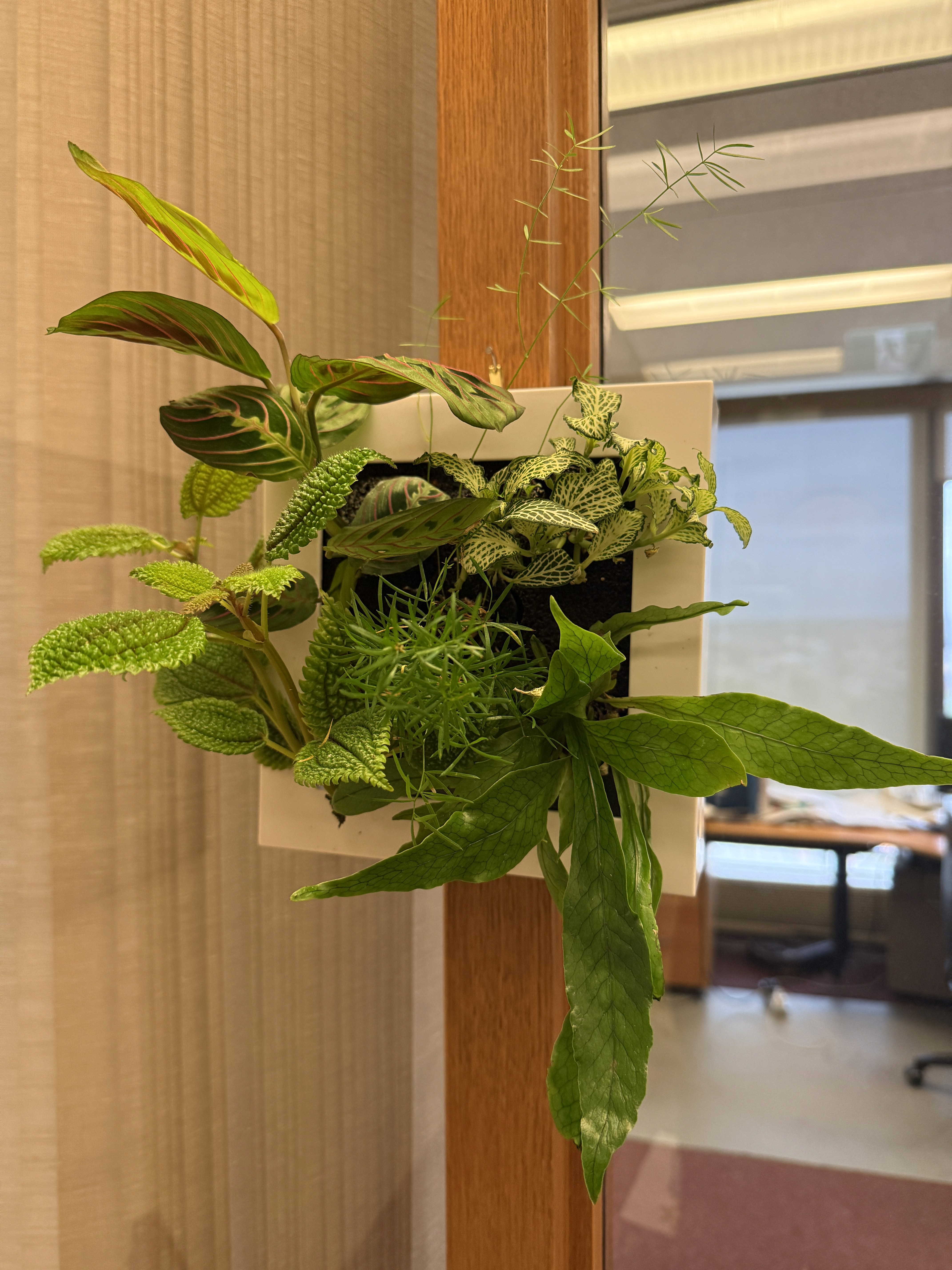 Midorie Canada wall hanging plant frames for homes easy care self watering clean using PAFCAL soil-less soil free soil less biophilic plant frames design forward Japan